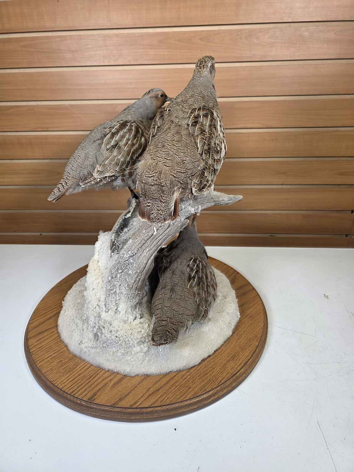 FHPT10 - Hungarian Grey Partridge — Taxidermy Specimen