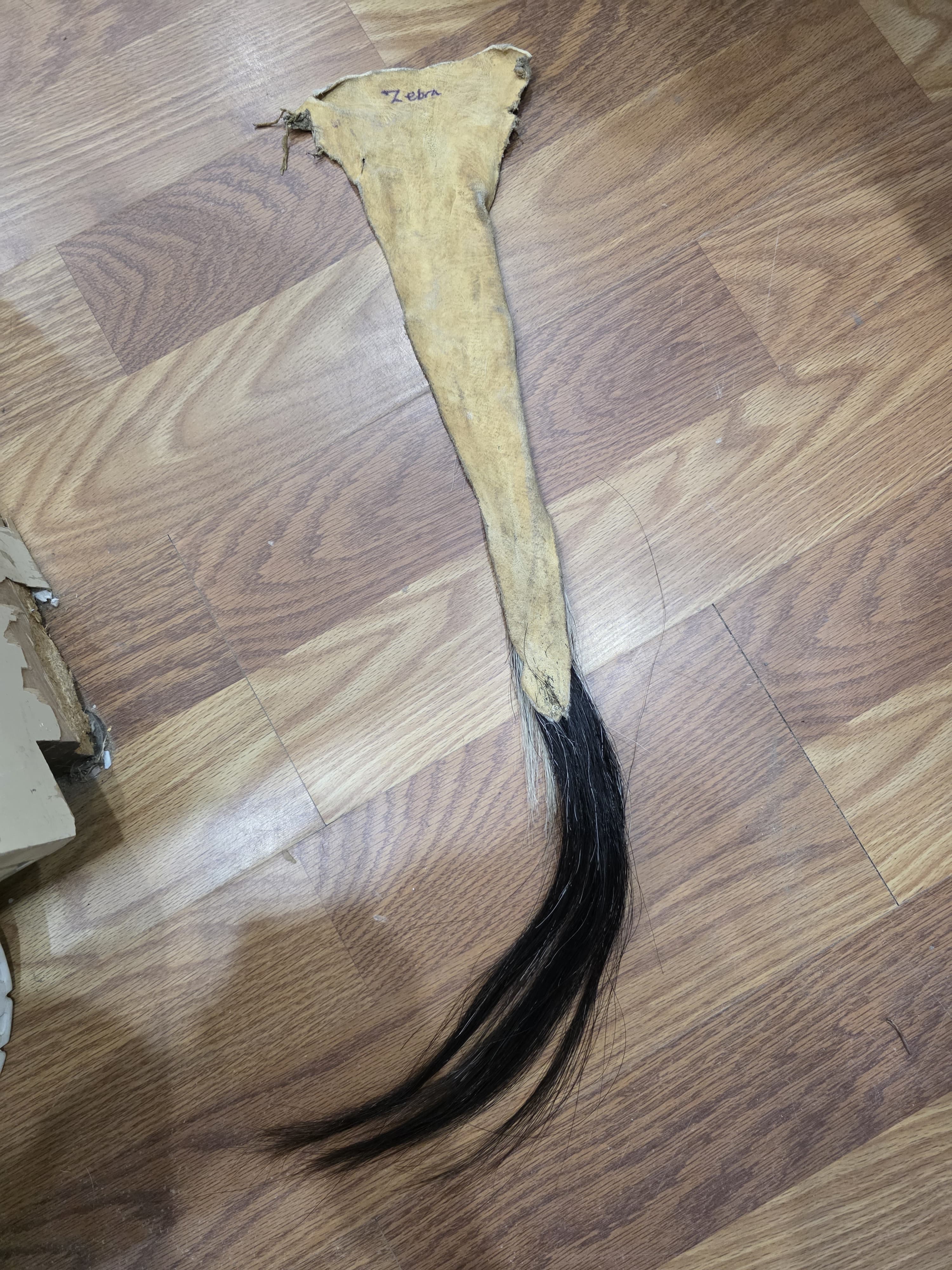 JVTL3 - Zebra Tail 31" | Authentic Wildlife Display