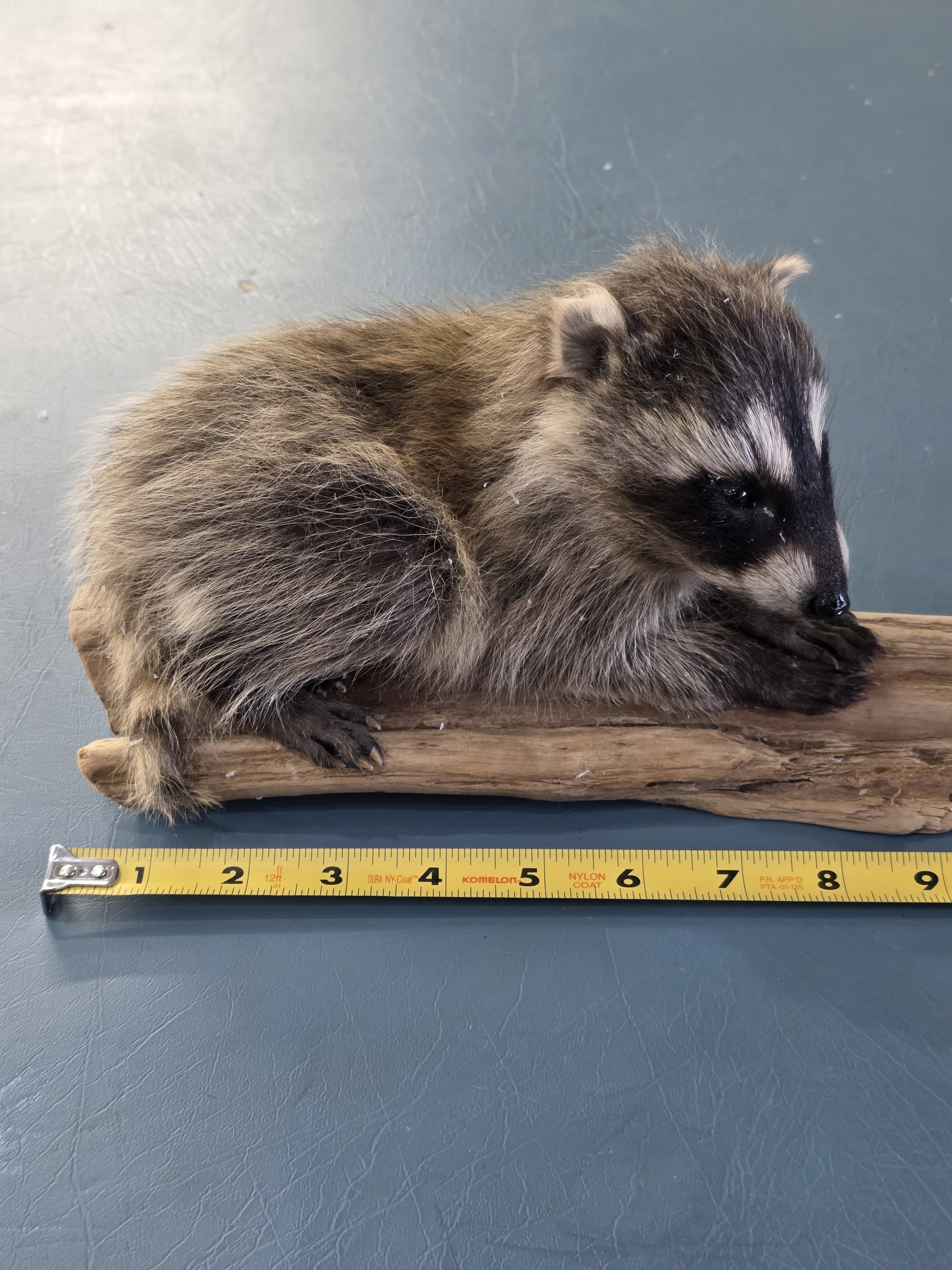 Fhjun21 - Baby Raccoon Taxidermy Mount