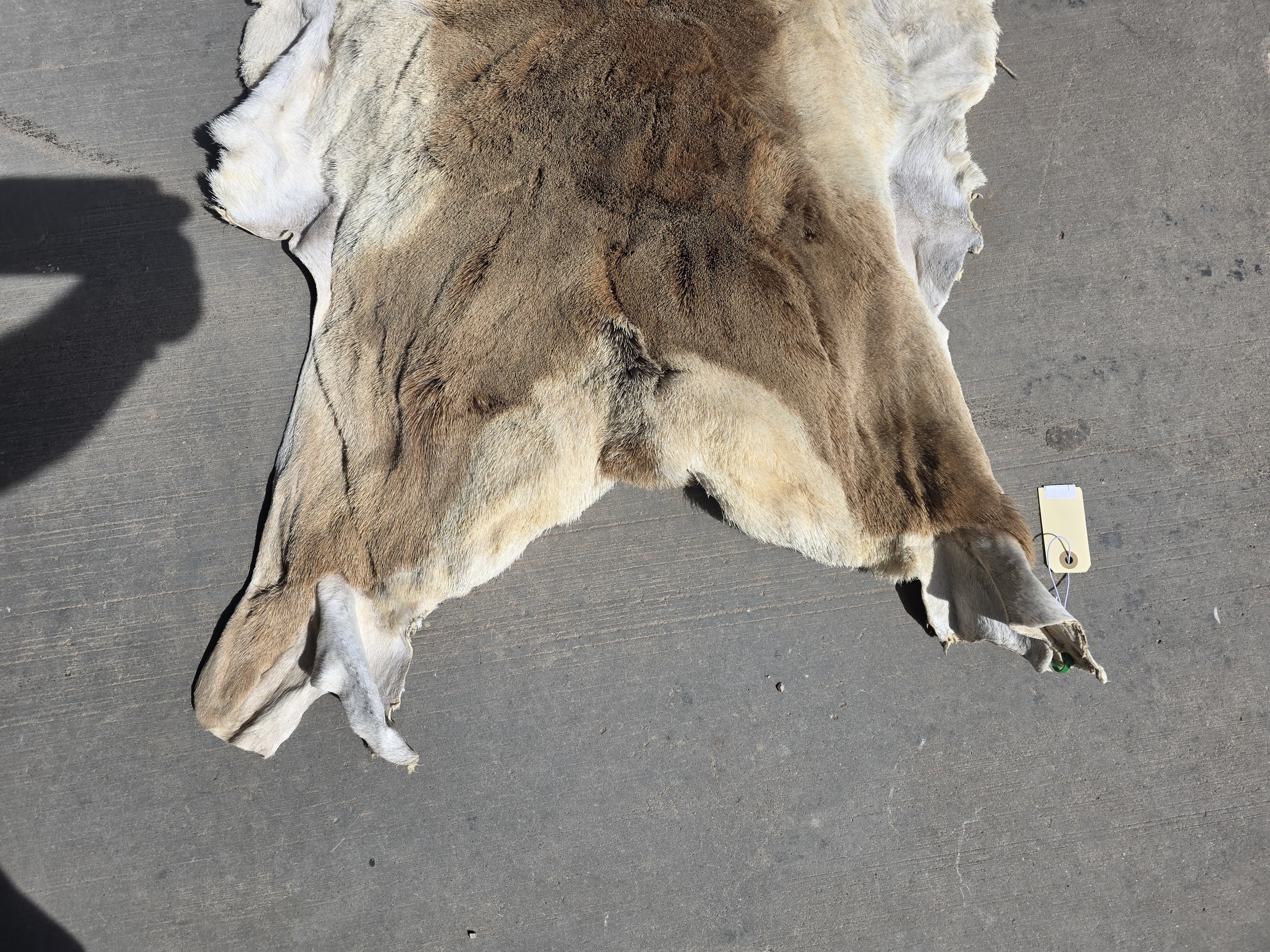 FHRAN89 - Natural Pronghorn Antelope Hide / Fur – 42” x 27”