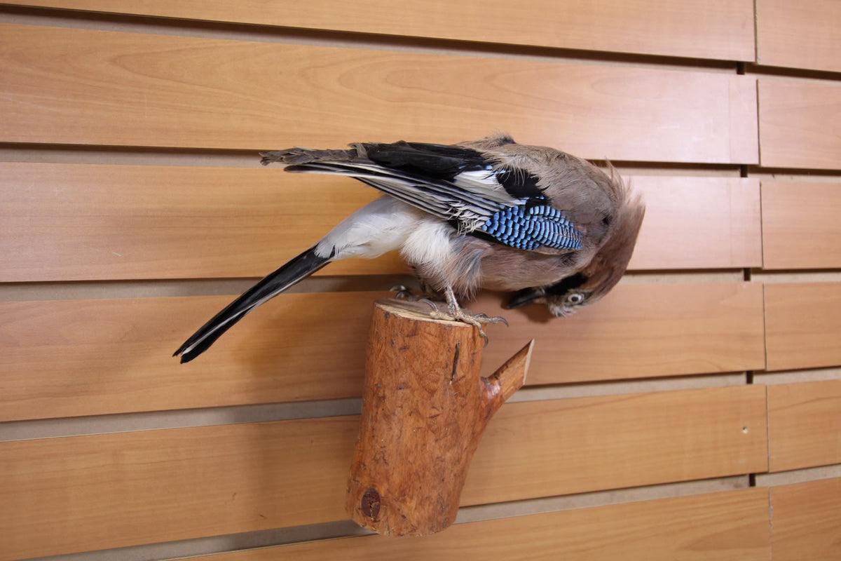 FHSP129 -Eurasian Jay Taxidermy Mount
