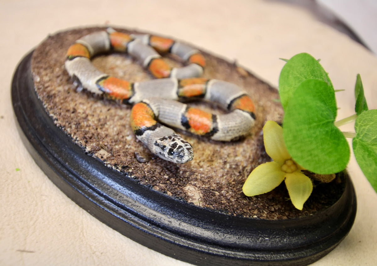 - Taxidermy Pueblan Milk Snake Specimen