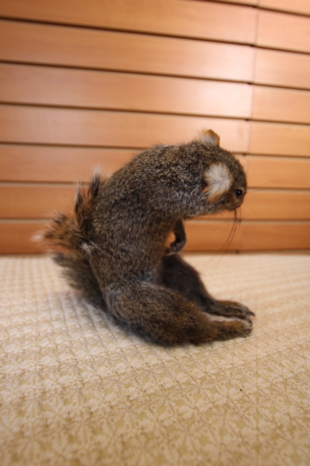 FHQU003 - drunk Small Squirrel Taxidermy Mount