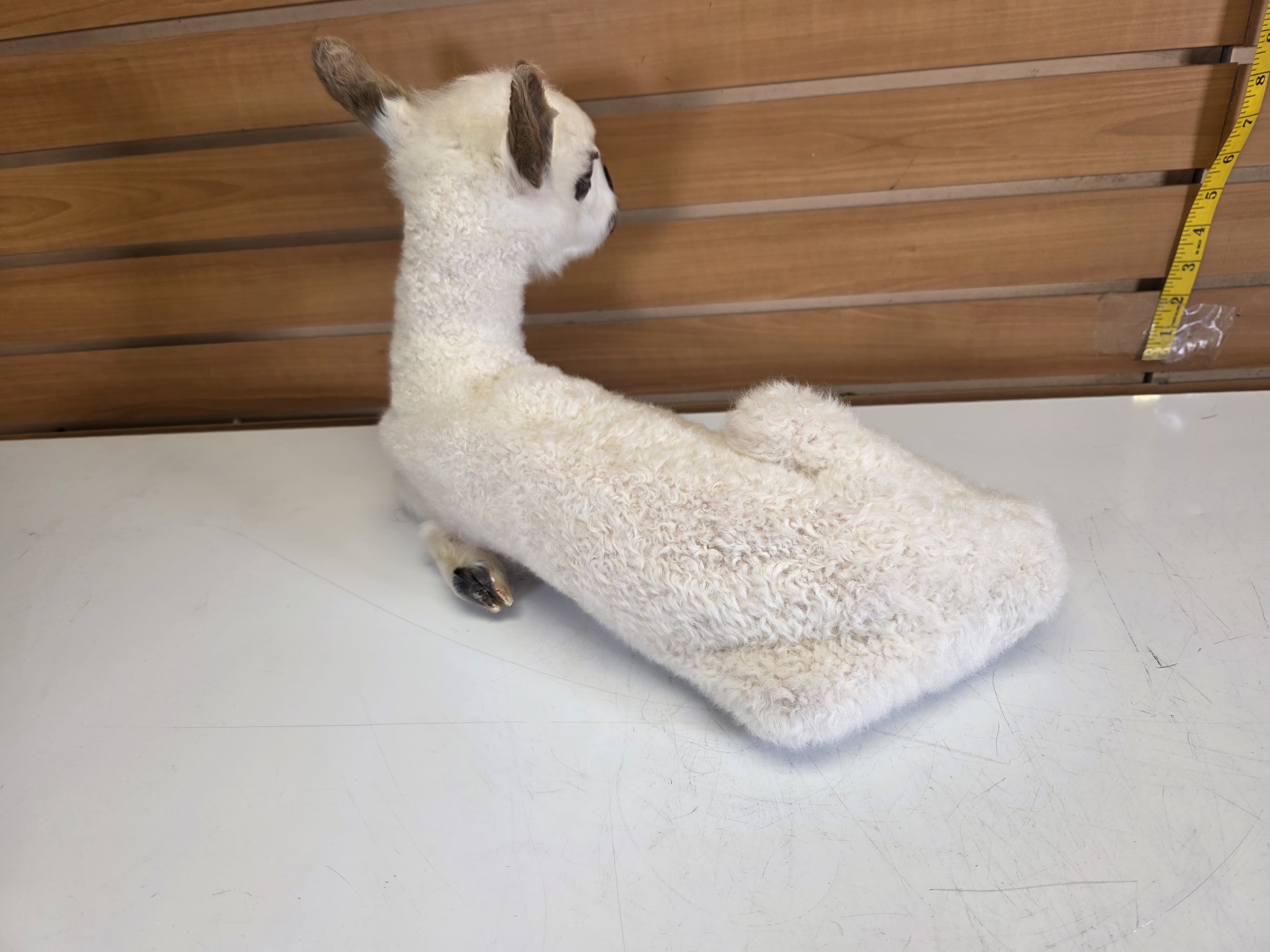 Fhden16 - Lamb (Baby Sheep) Taxidermy Mount