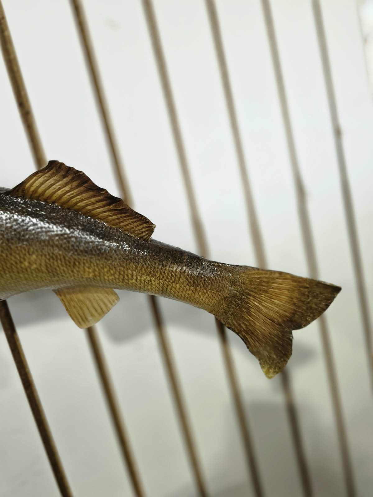 Comb108 - Trophy-Grade 22" Walleye Fish Taxidermy Mount