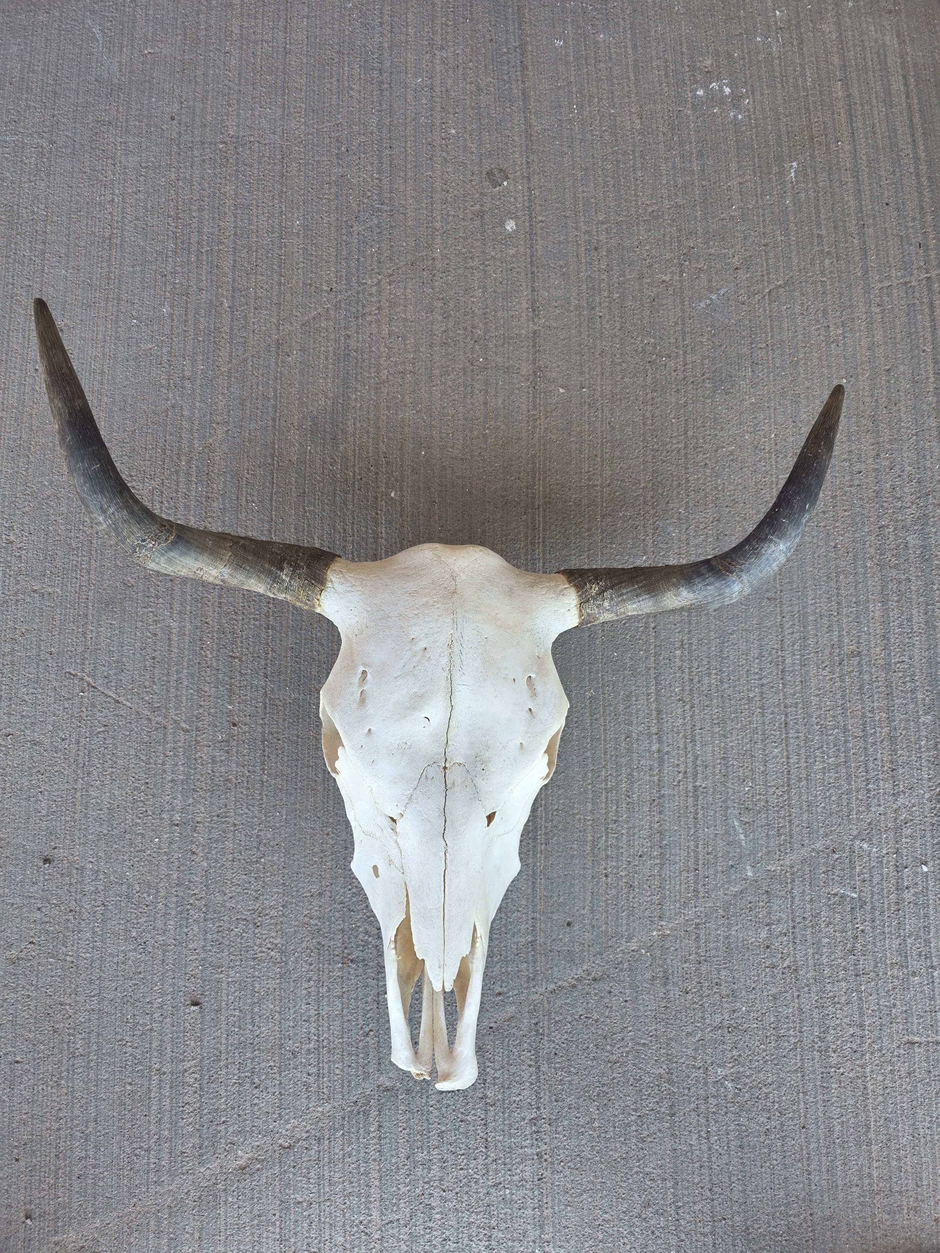 FHRAN82 - Natural Polished Longhorn Cow Skull