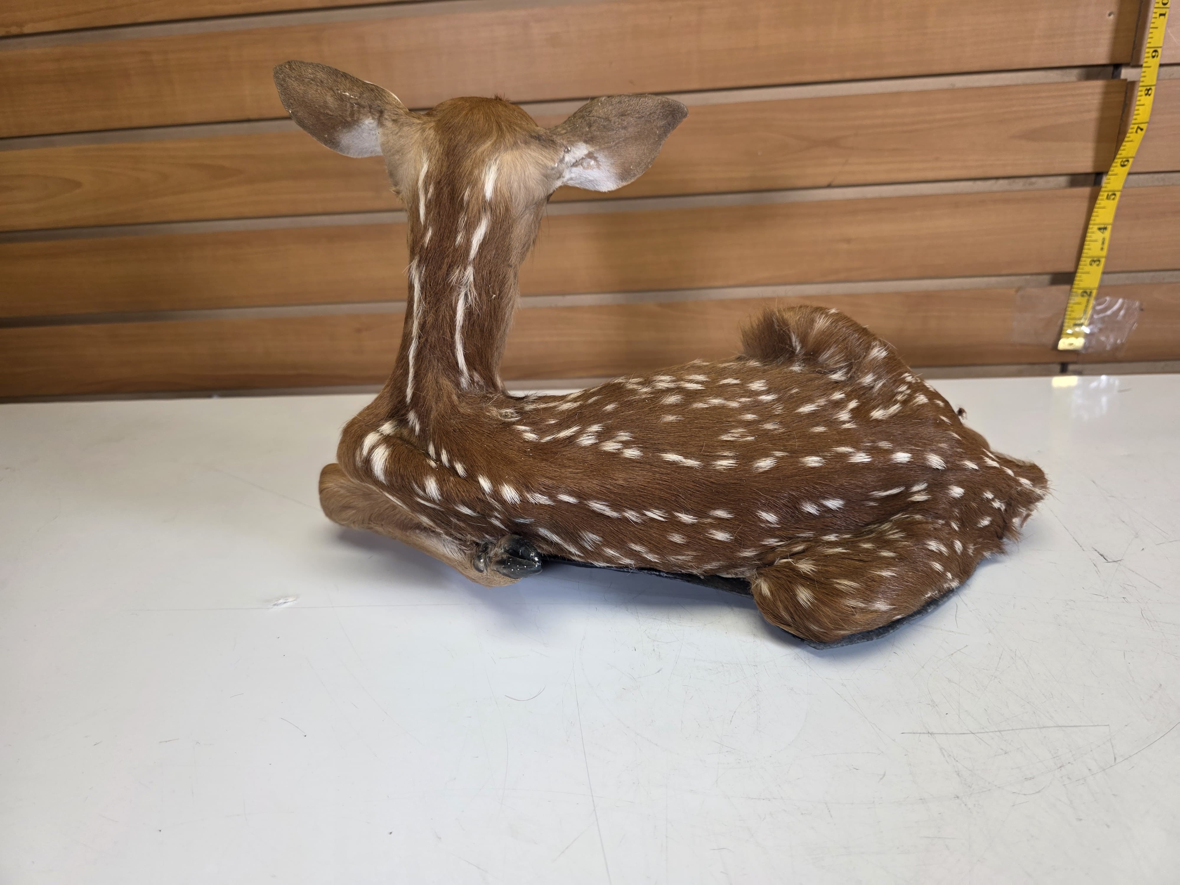 Fhdr201 - Fawn Deer Taxidermy Mount