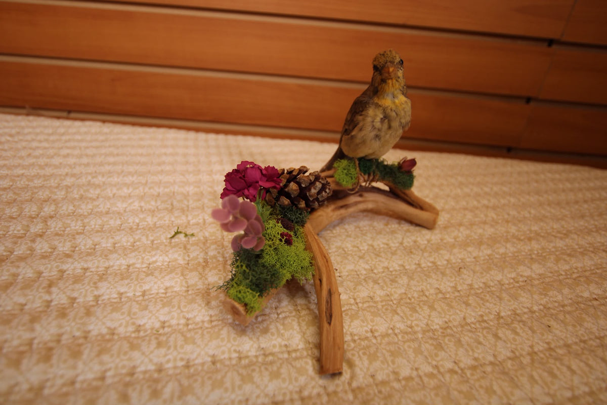 JTVBMA82 - Exquisite Taxidermy Sierra Finch