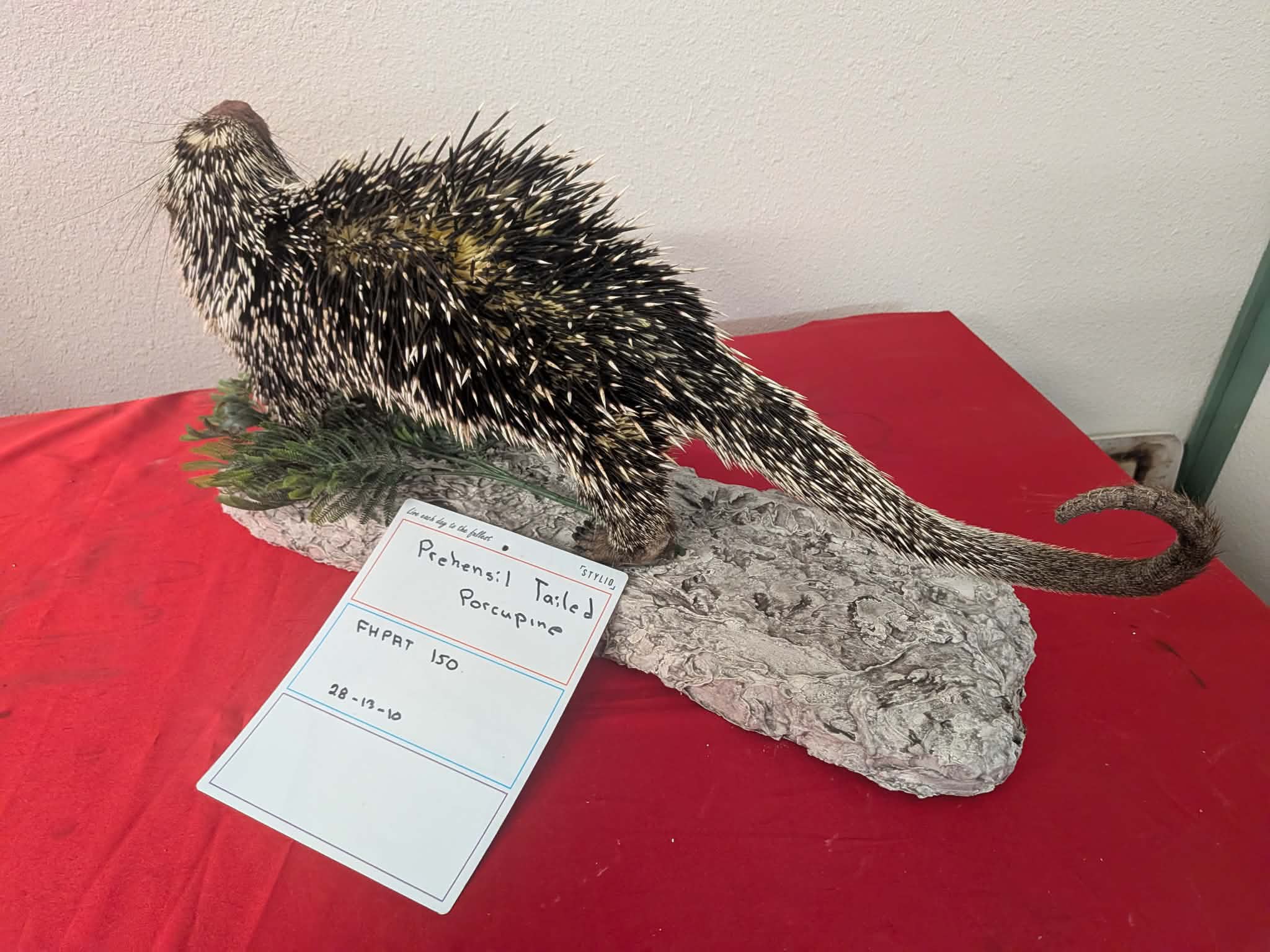 FHPAT150 - Prehensile-Tailed Porcupine Taxidermy Mount – Exotic Wildlife Display