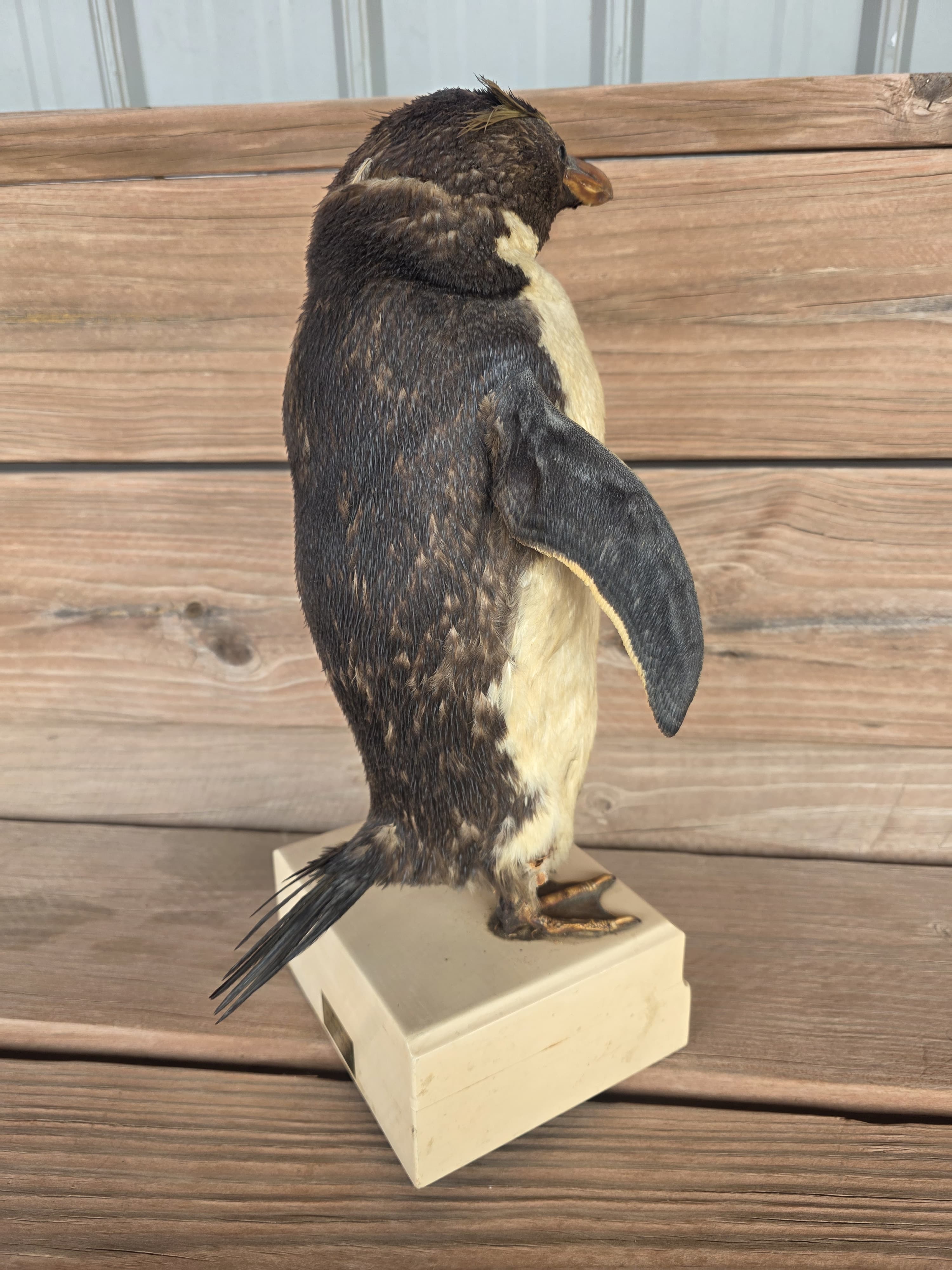FHPN1 - Rockhopper Vintage Taxidermy Penguin