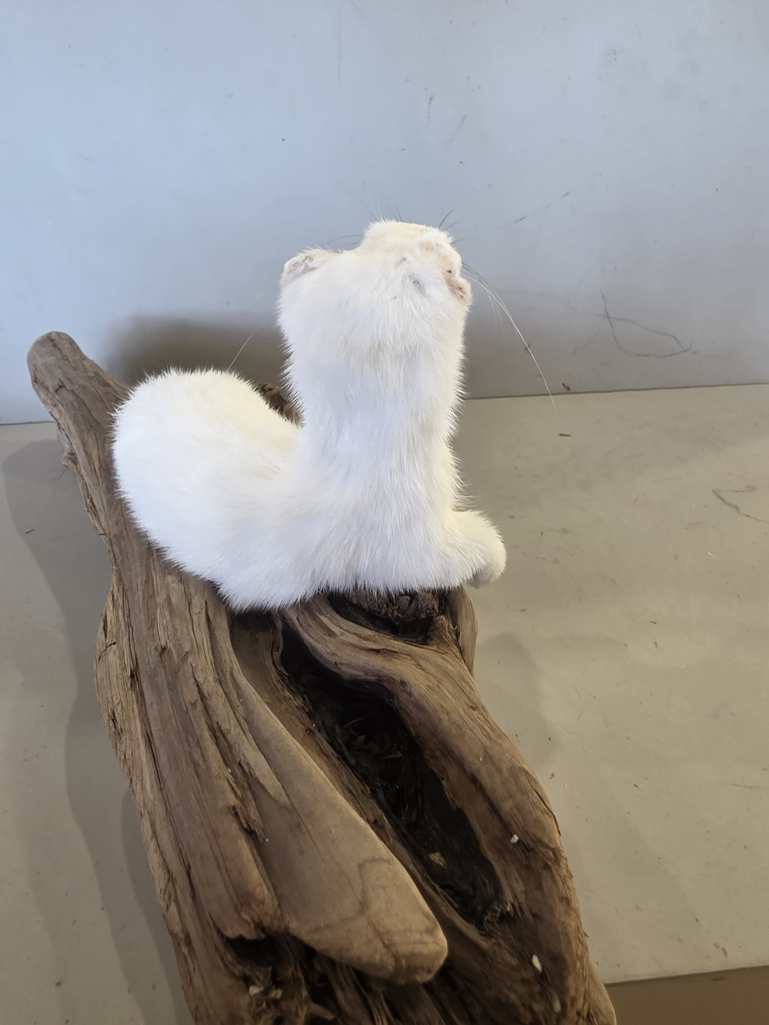 FHJUL10 - Taxidermy Ermine – Realistic Display Specimen