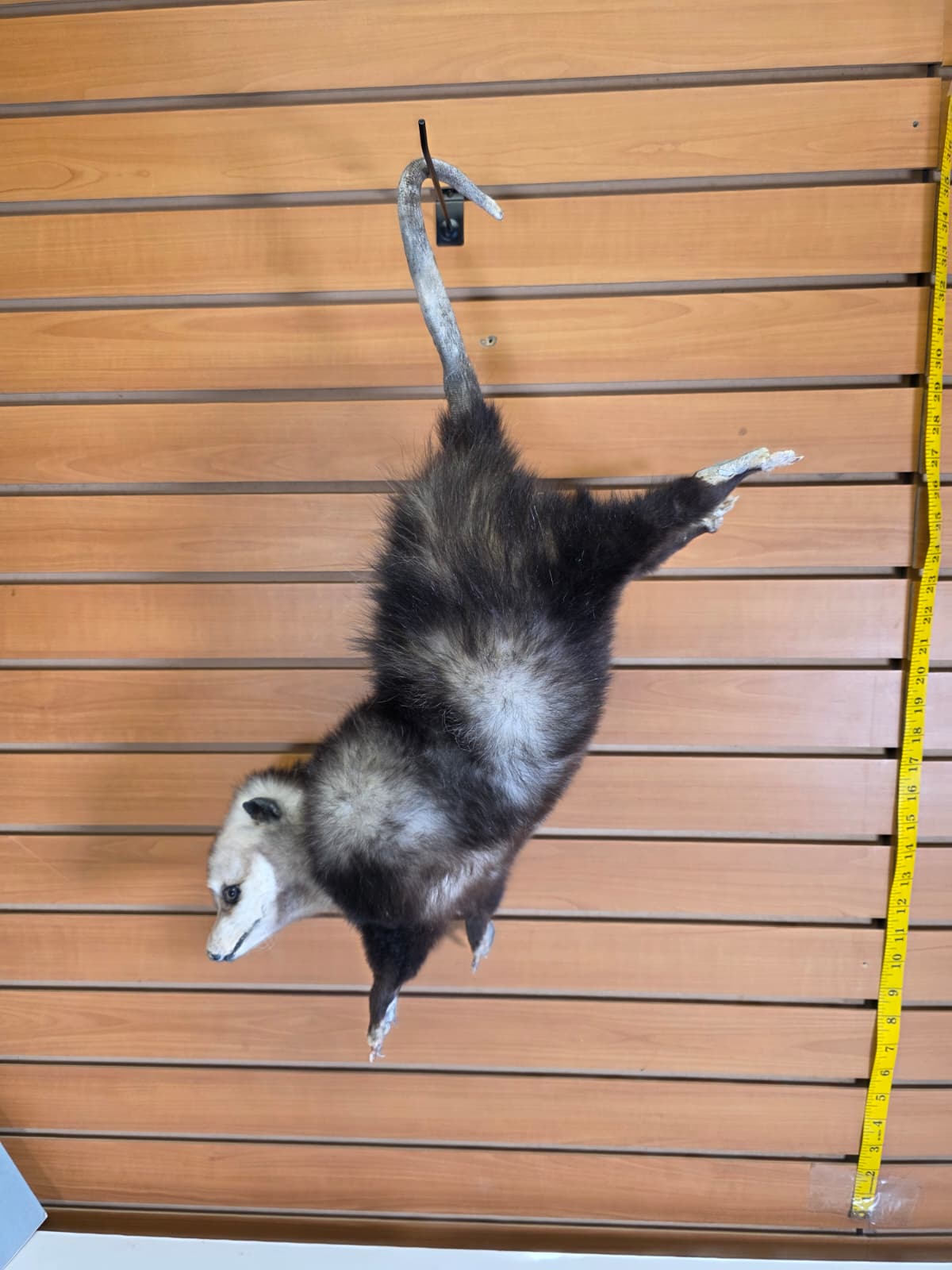 Fhkmp4 - Hanging Opossum Taxidermy mount