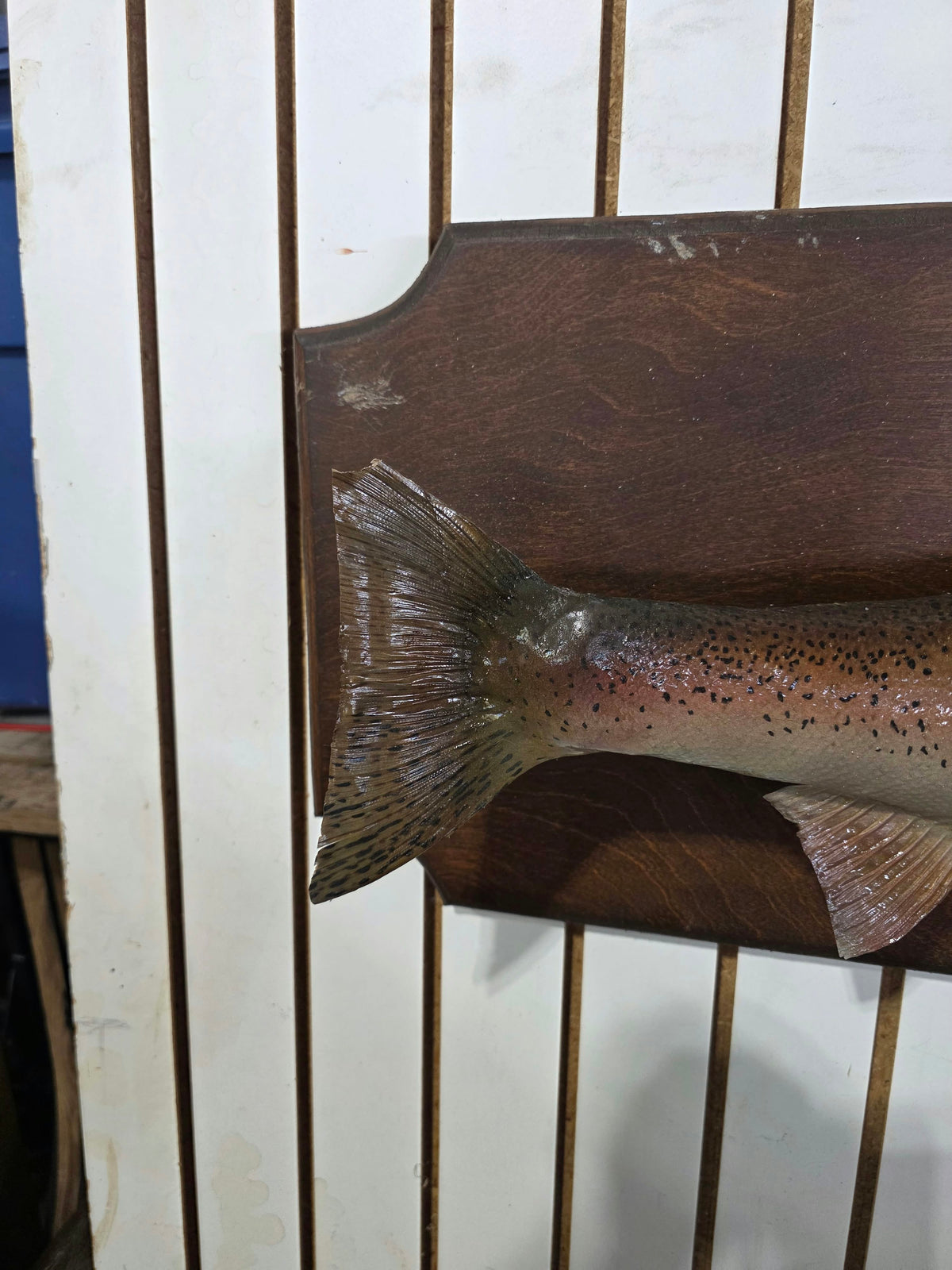 Comb110 - Vintage 1977 Trophy 30" Steelhead Trout Taxidermy Mount
