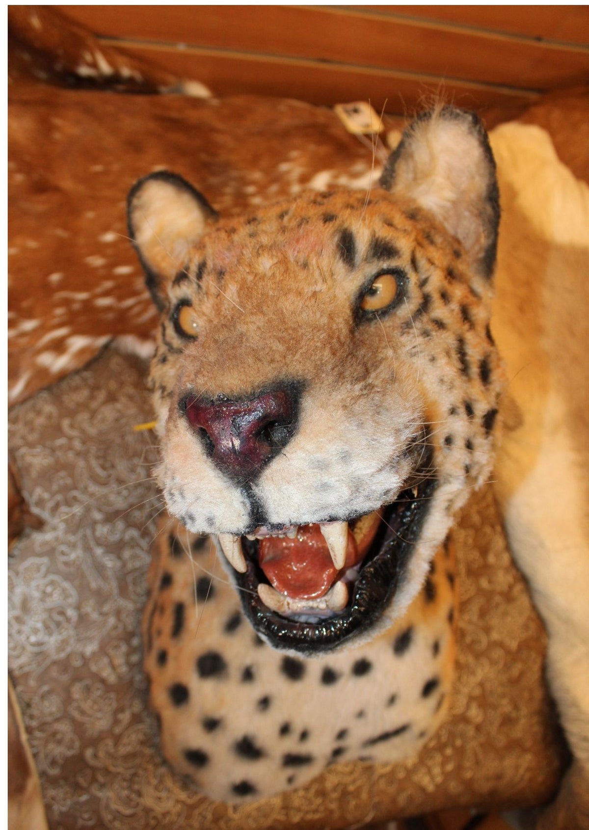 FHRBC03 - reproduction Taxidermy African Leopard Open-Mouth Shoulder Mount