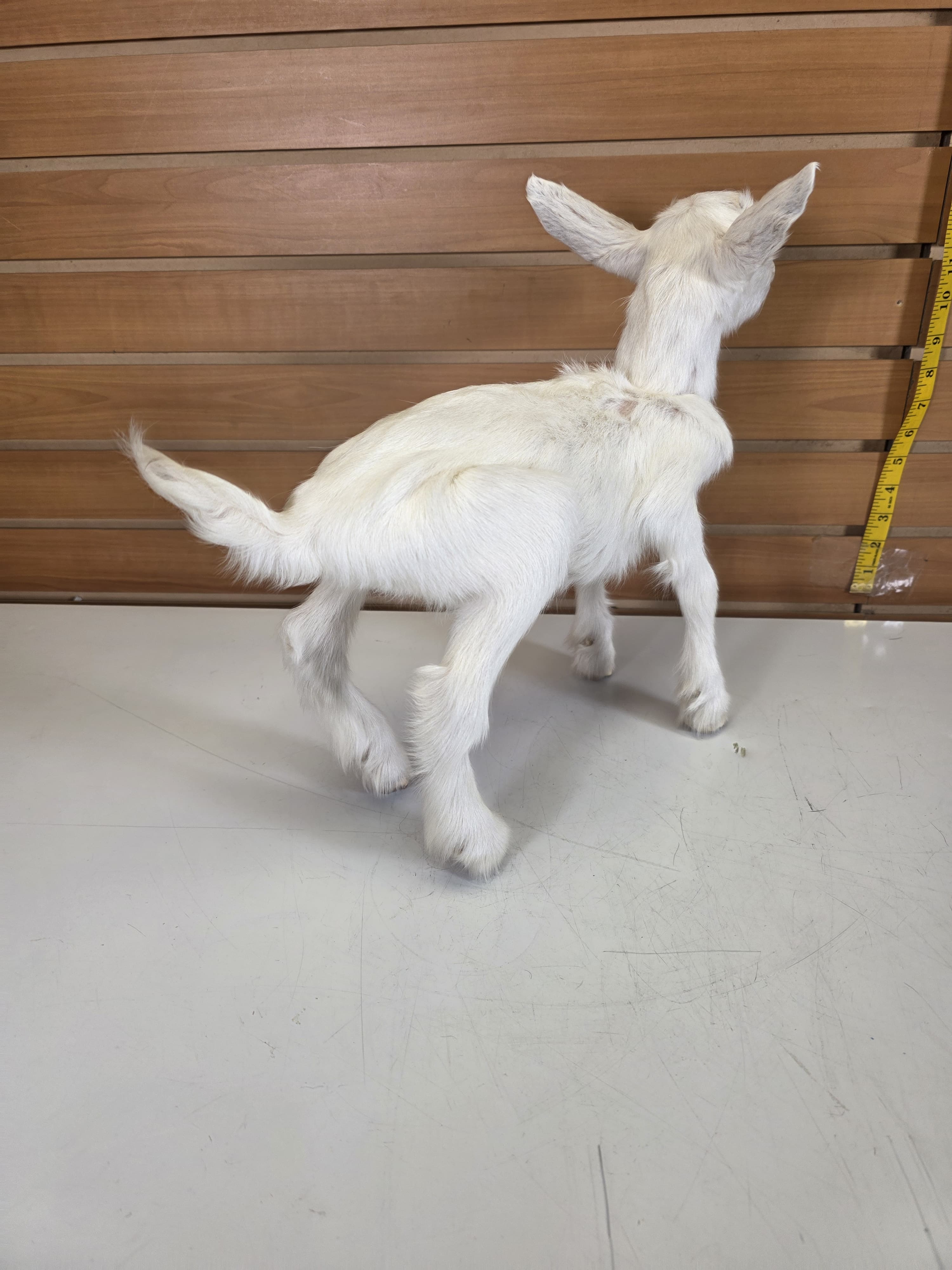 Fhden14 - Boer Kid Goat Taxidermy Mount