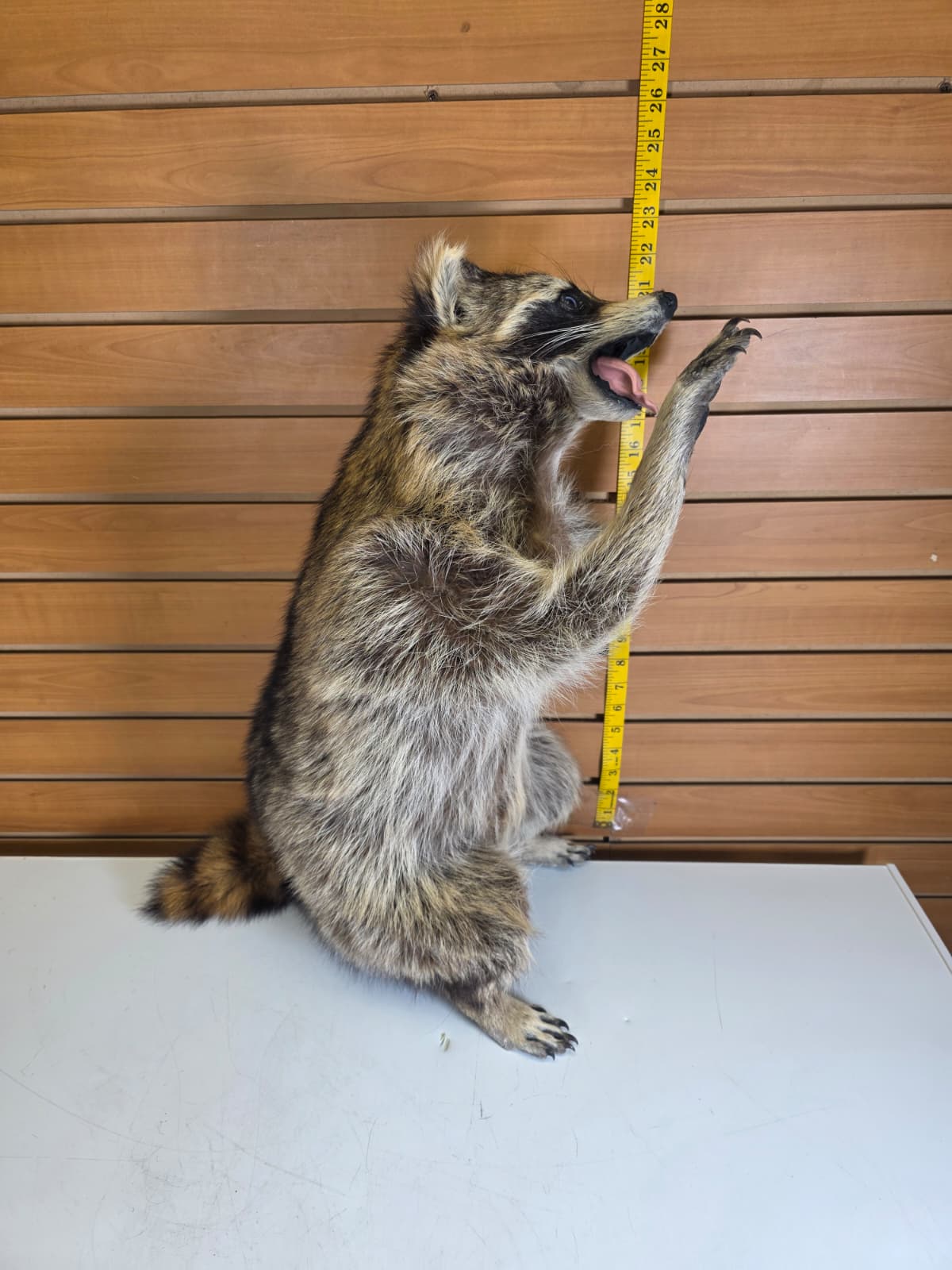 Fhkmc4 - Jumbo Raccoon Taxidermy – 22” Lifelike Display