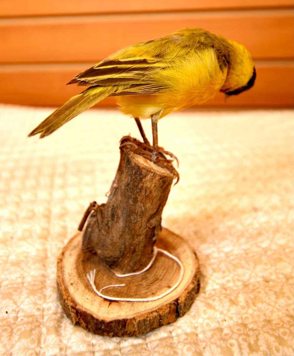 FHSP137 - Exquisite Taxidermy Black-Headed Weaver
