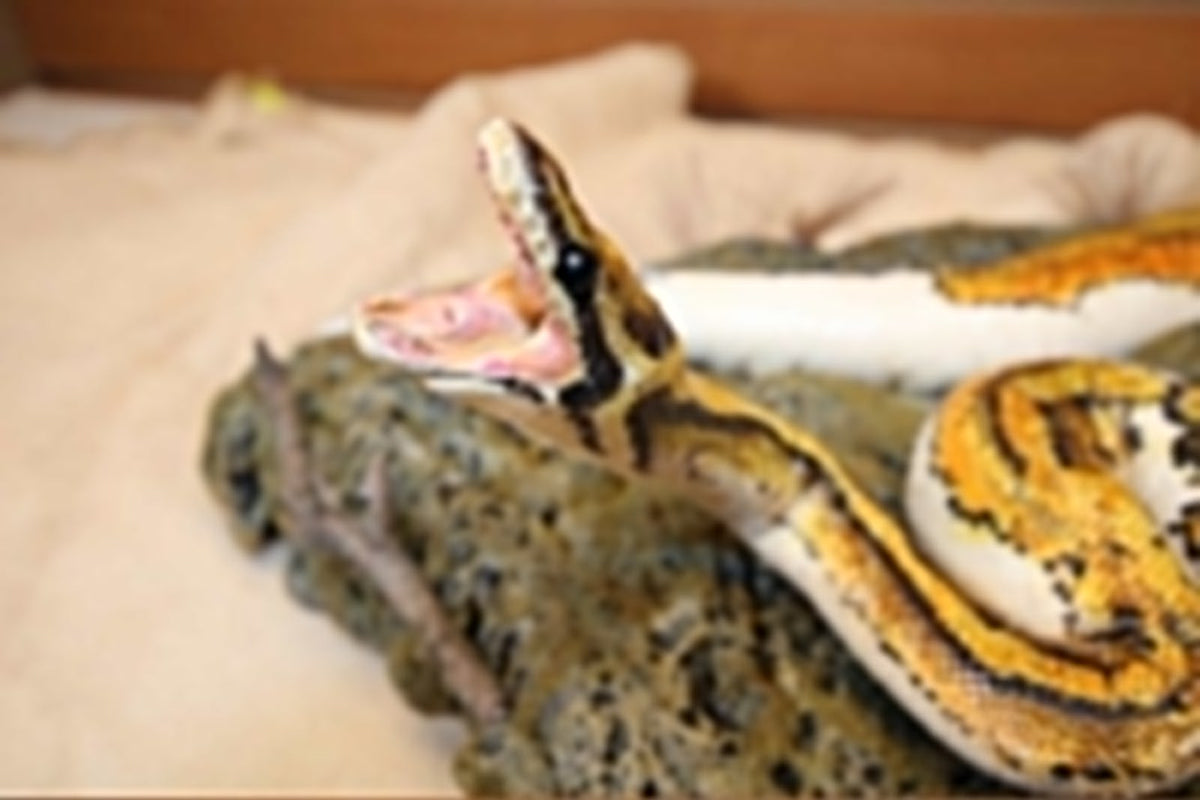 FHSP109 - Taxidermy Piebald Ball Python Specimen