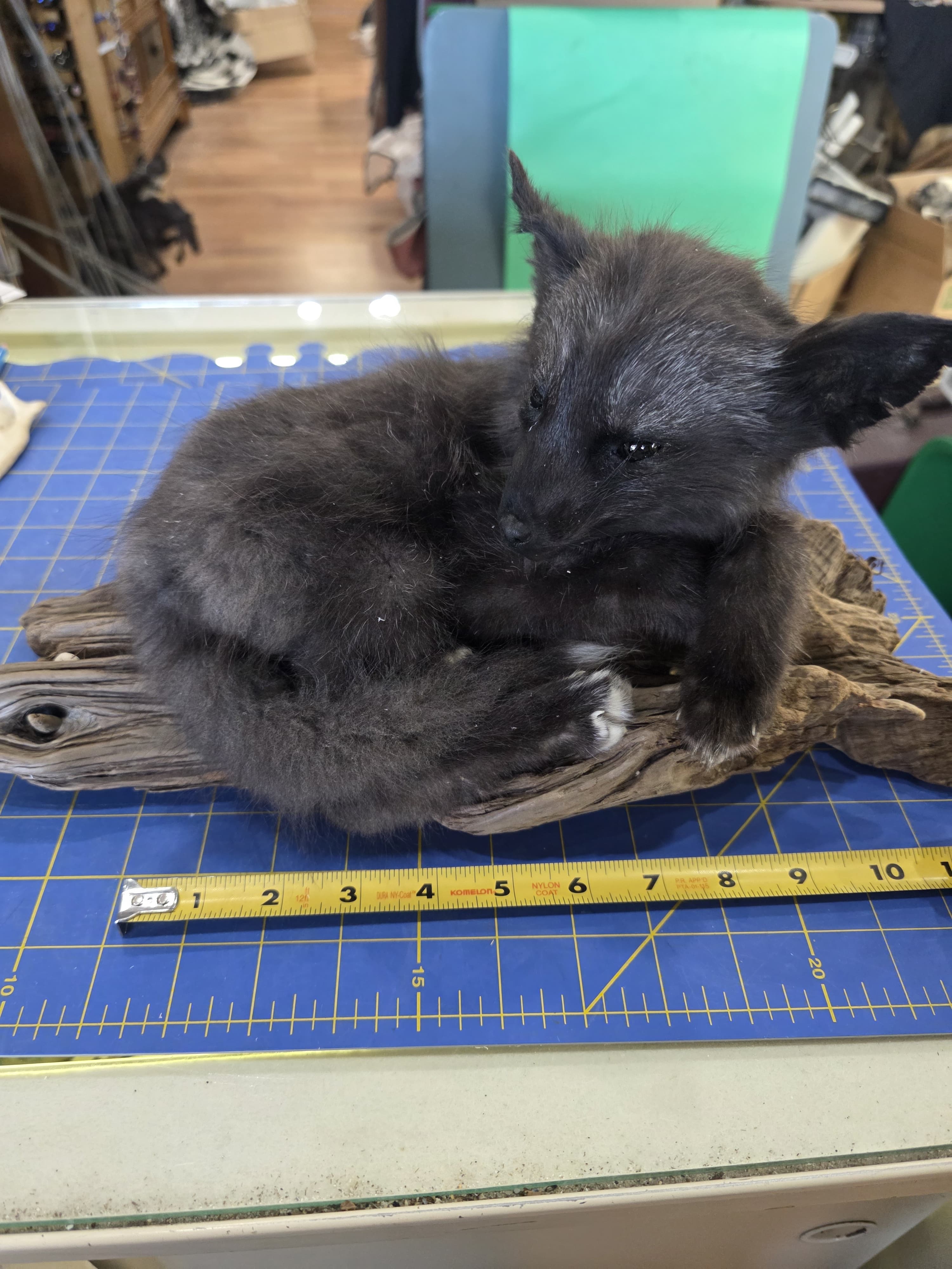 Fhjun29 - baby Ranch Fox Taxidermy Mount