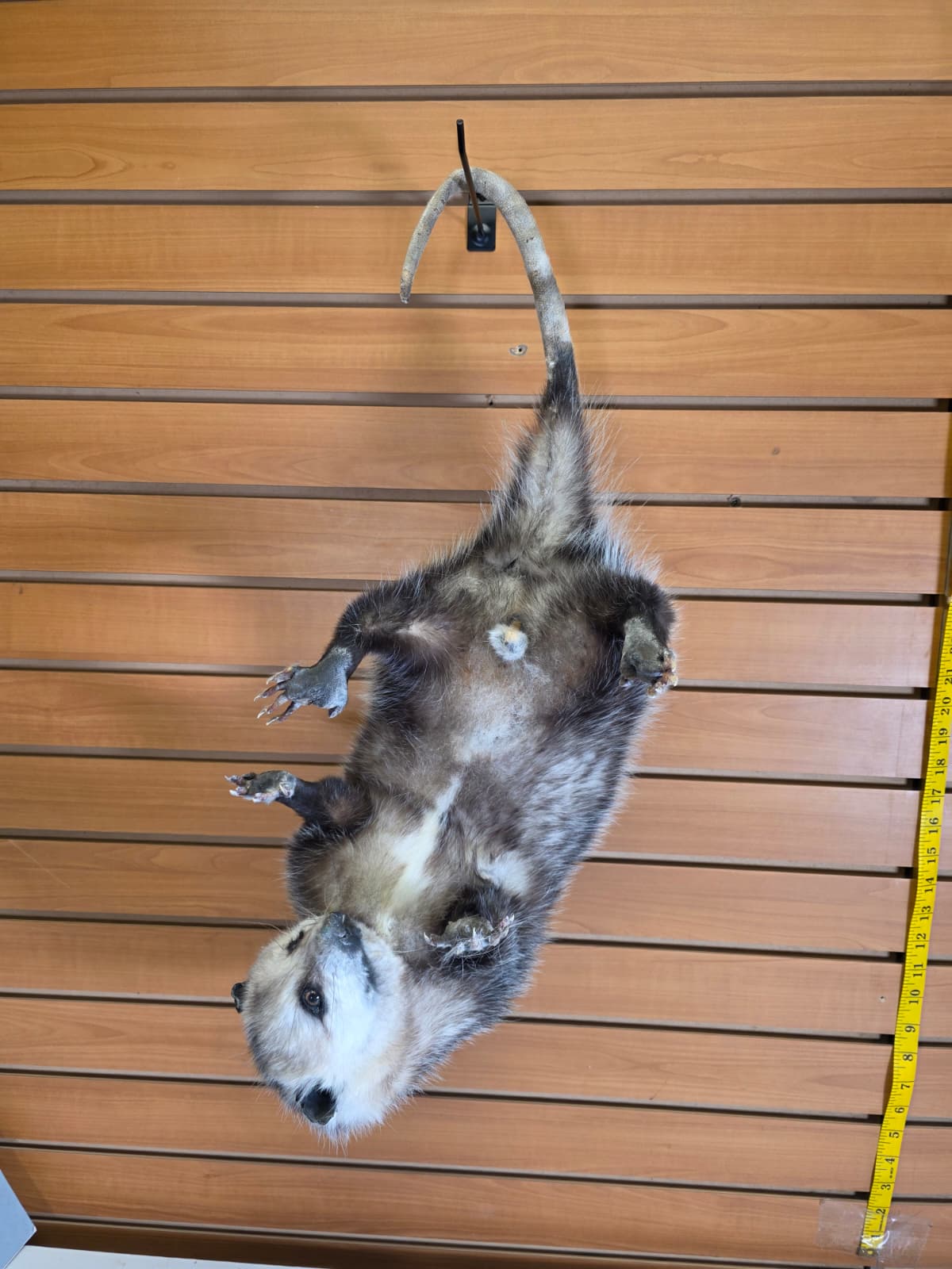 Fhkmp3 - Hanging Opossum Taxidermy mount