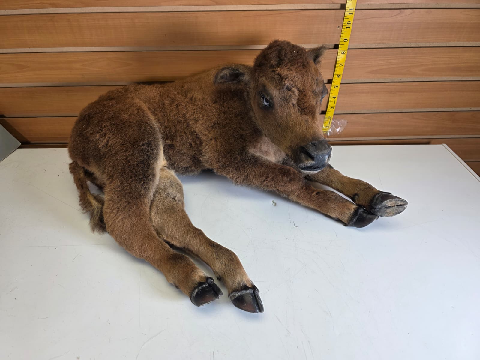 Fhkmbis1 - Baby Bison / Buffalo Calf Taxidermy – Lifelike Display