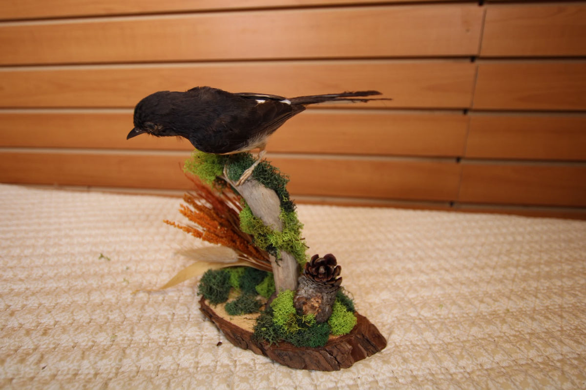 JTVBJ215 - Exquisite Taxidermy Whinchat