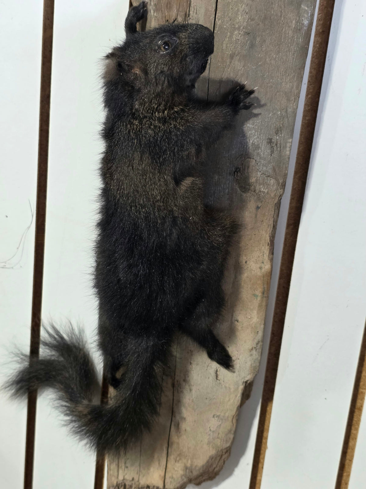 Comb118 - Unique Black Squirrel Taxidermy Mount