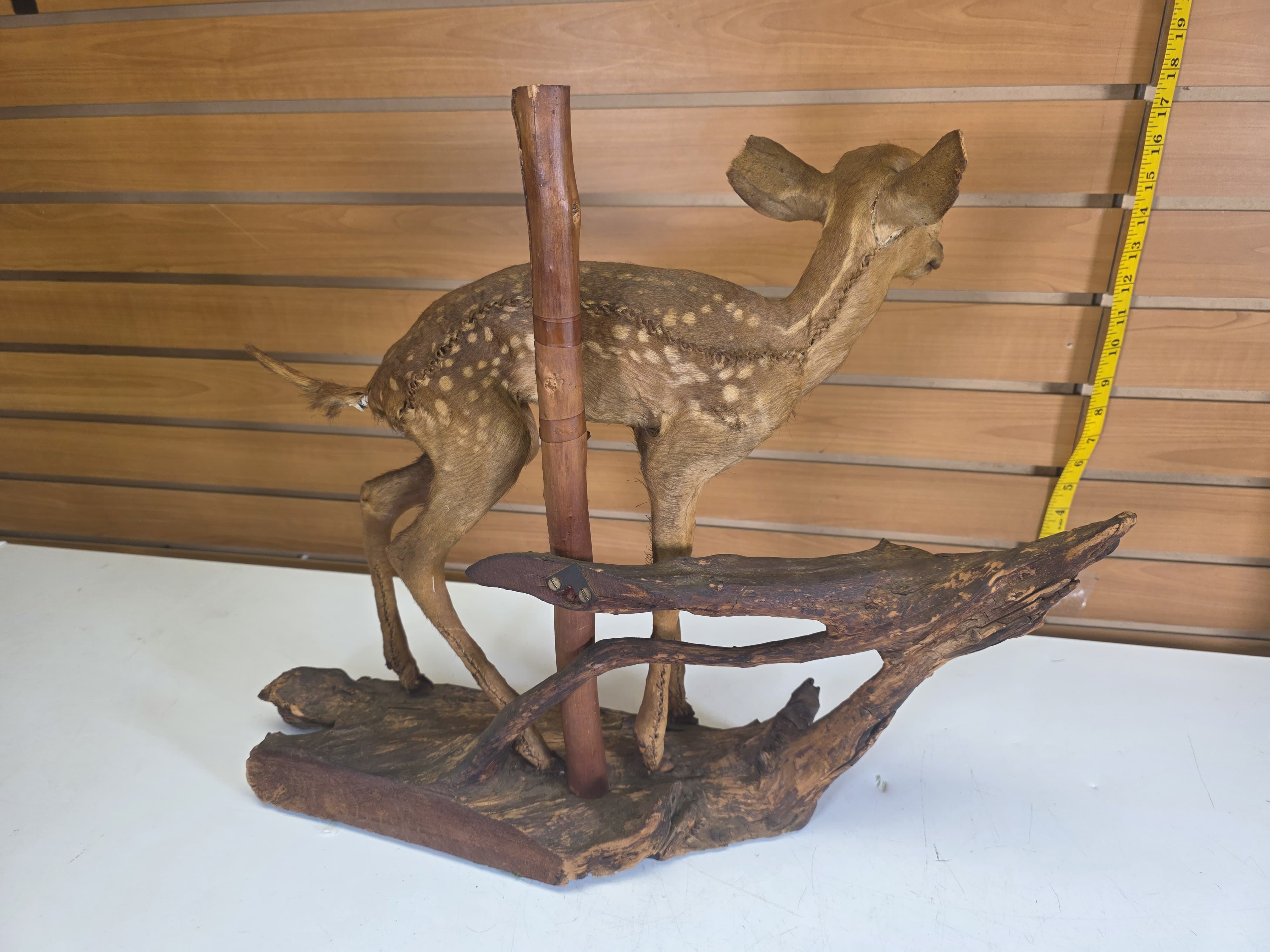 Fhdr203 - Vintage Fawn Deer Taxidermy Mount – Ear & Tail Damage