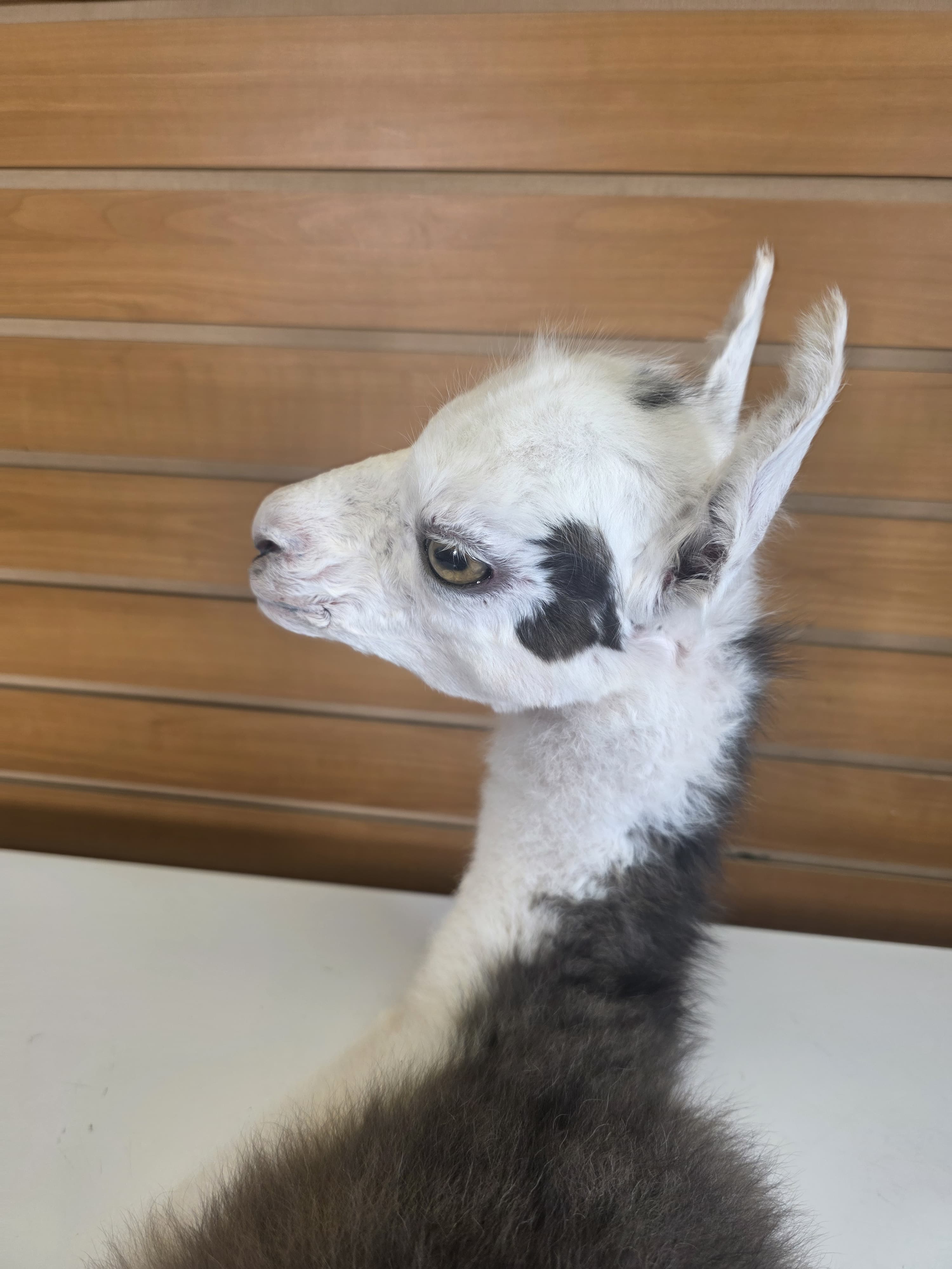 Fhden19 - Baby Alpaca Taxidermy Mount
