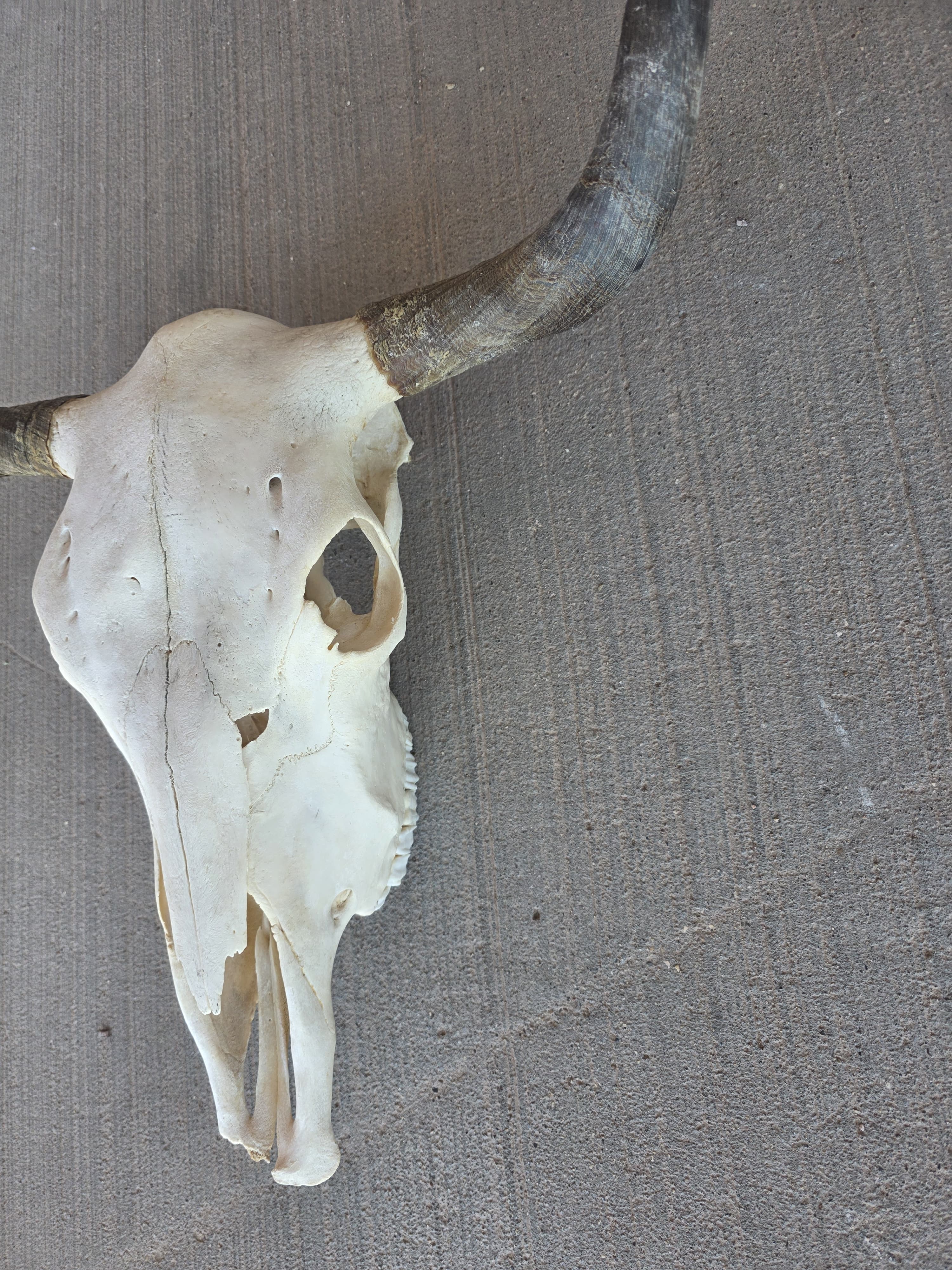 FHRAN82 - Natural Polished Longhorn Cow Skull