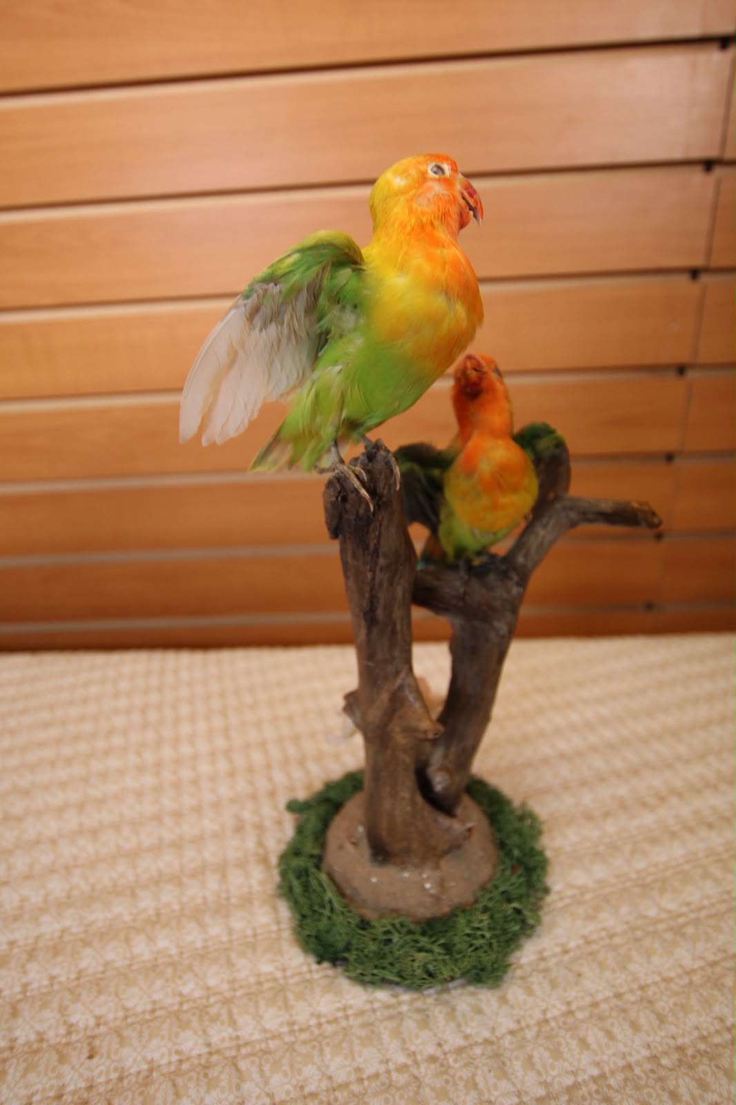 FHSP135 - Pineapple Green Cheek Conure Taxidermy Mount