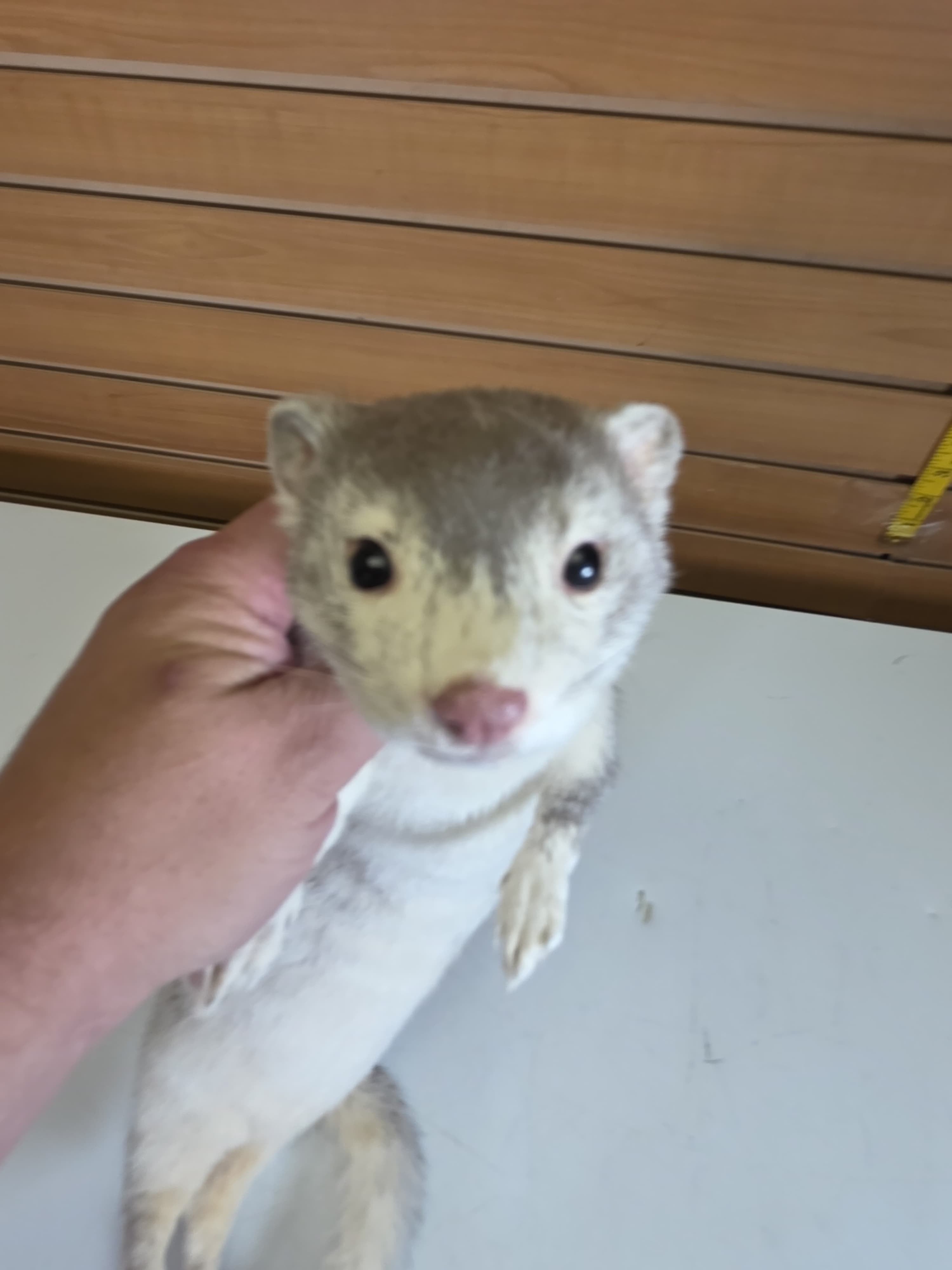 Fhsft104 - Soft Mount Ranch Mink Taxidermy