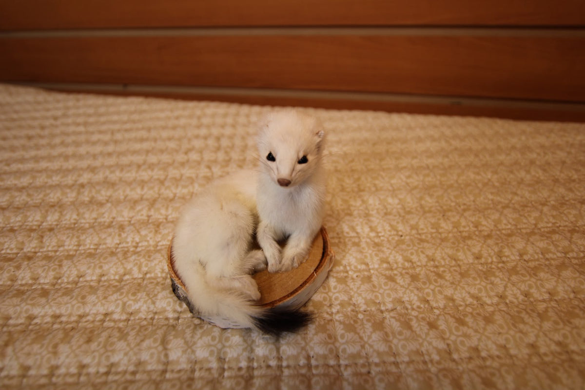 FHWEAS009 - Winter White Ermine (Short-Tailed Weasel) Taxidermy Mount