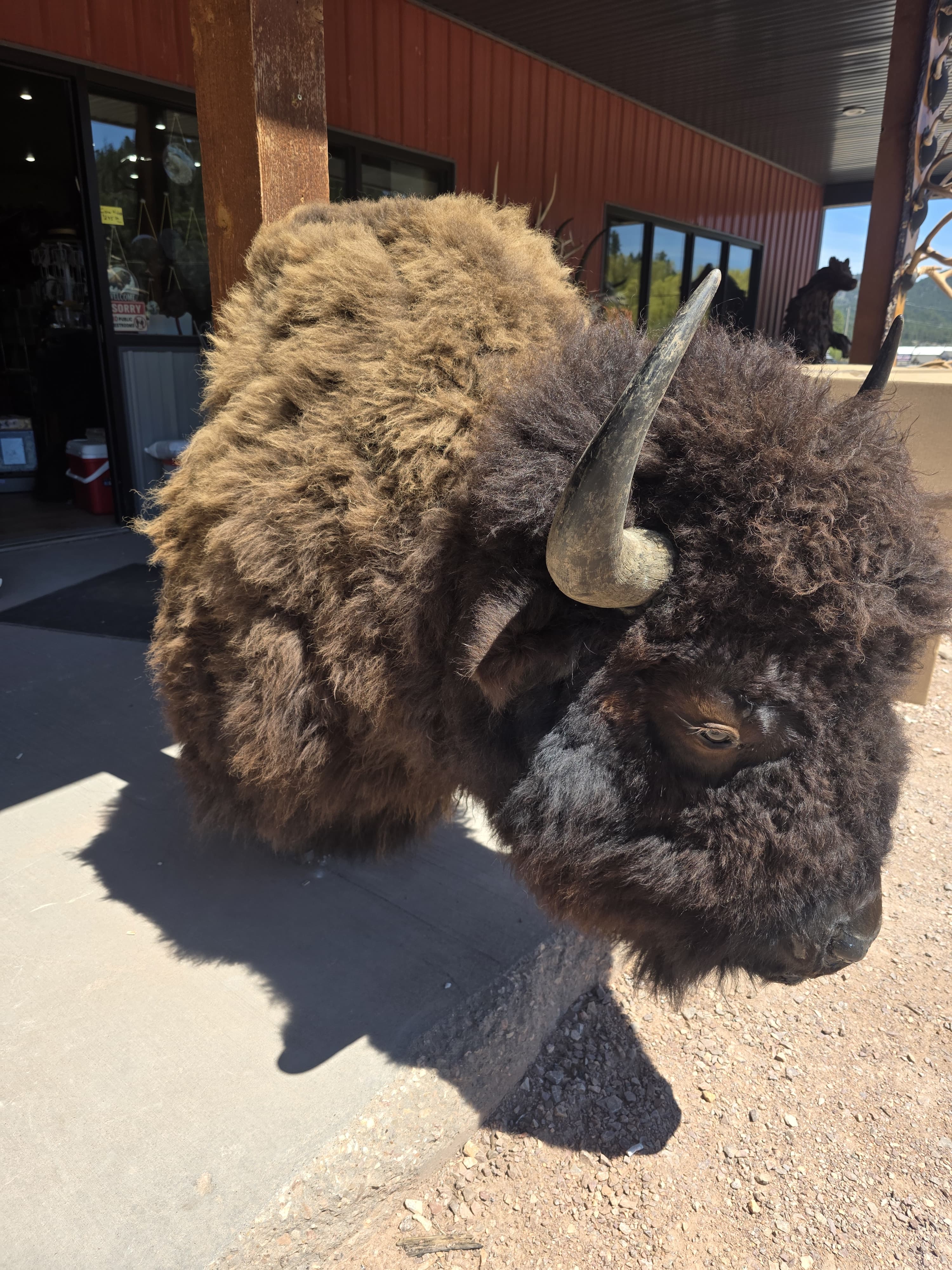 FHRAN83 - Real North American Buffalo / Bison Shoulder Taxidermy Mount
