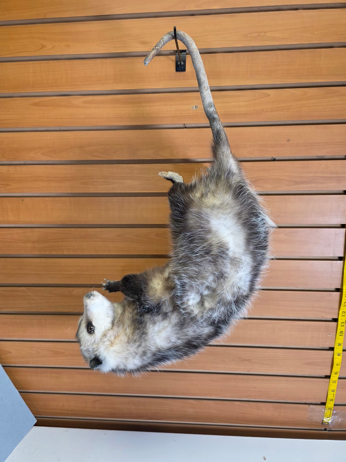 Fhkmp5 - Hanging Opossum Taxidermy mount