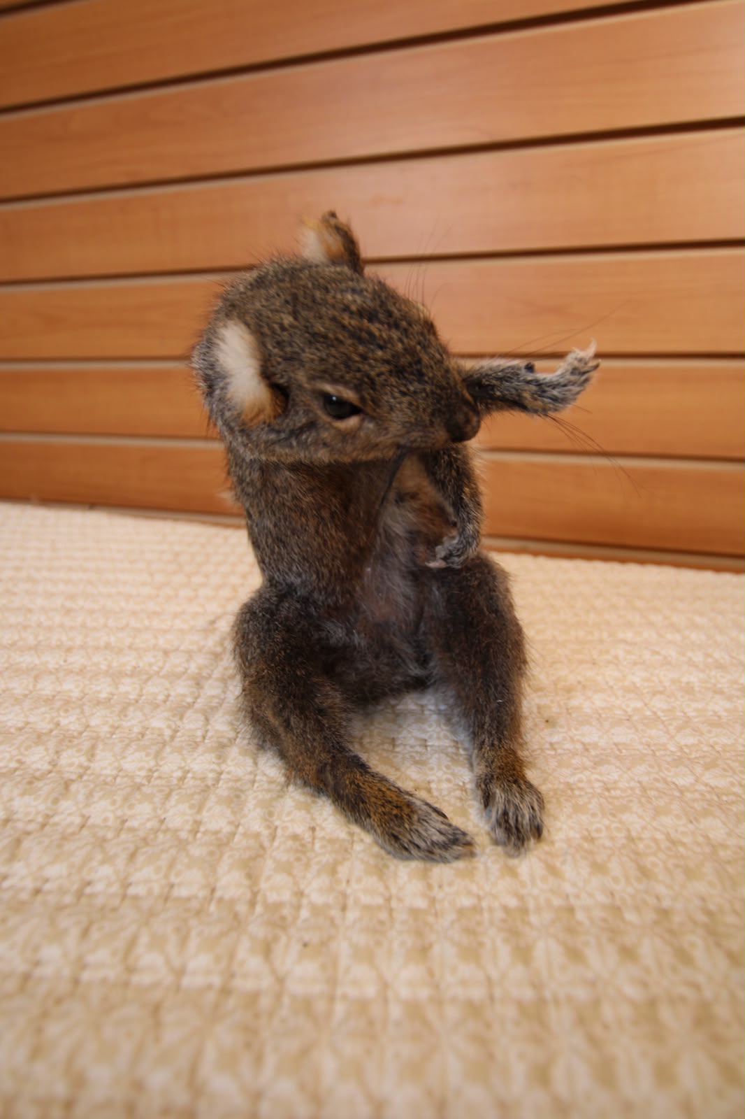 FHQU003 - drunk Small Squirrel Taxidermy Mount