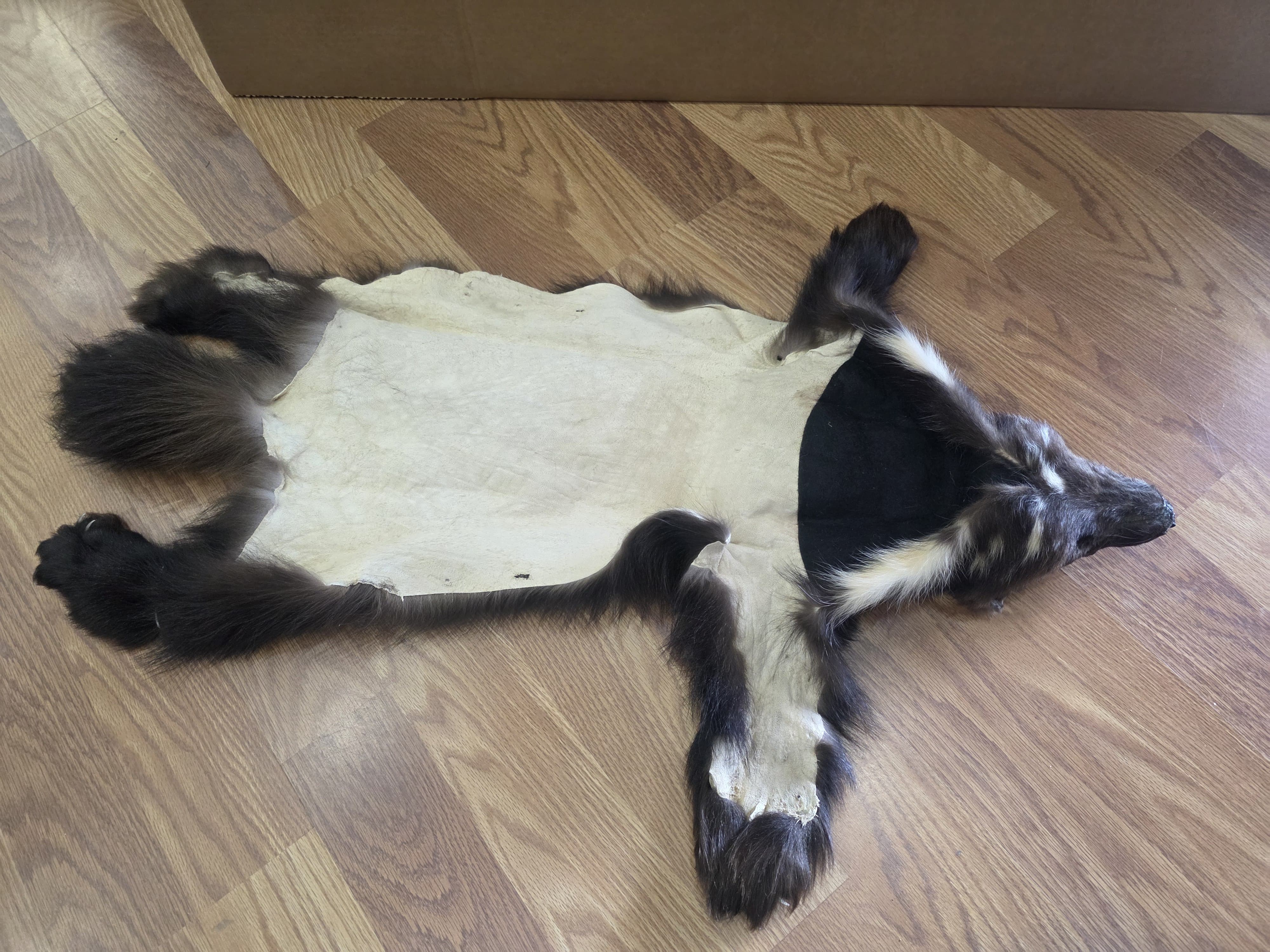 Fhwvr303 - Wolverine Pelt with Head | Authentic Wildlife Display