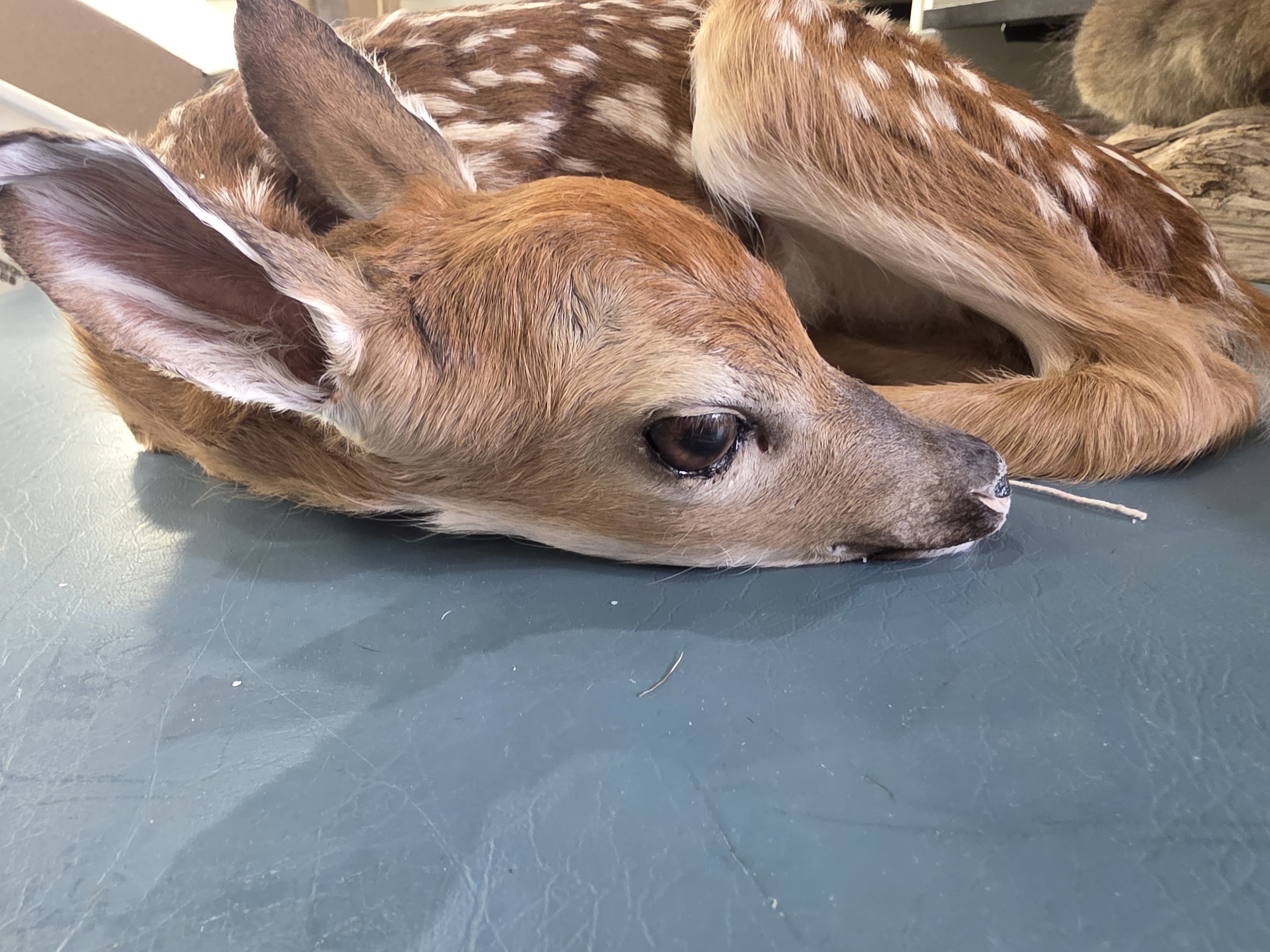 Fhden10 - Fawn Deer Taxidermy Mount