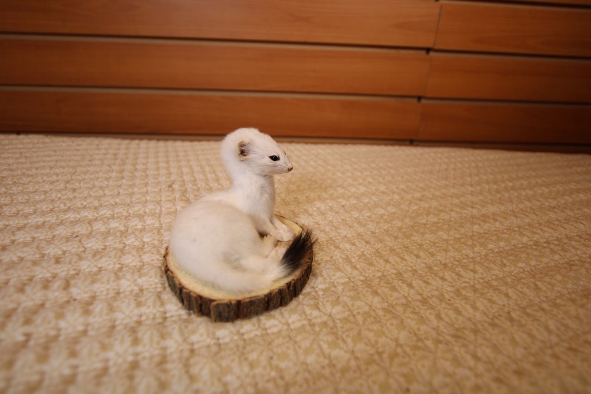 FHWEAS001 - Winter White Ermine (Short-Tailed Weasel) Taxidermy Mount