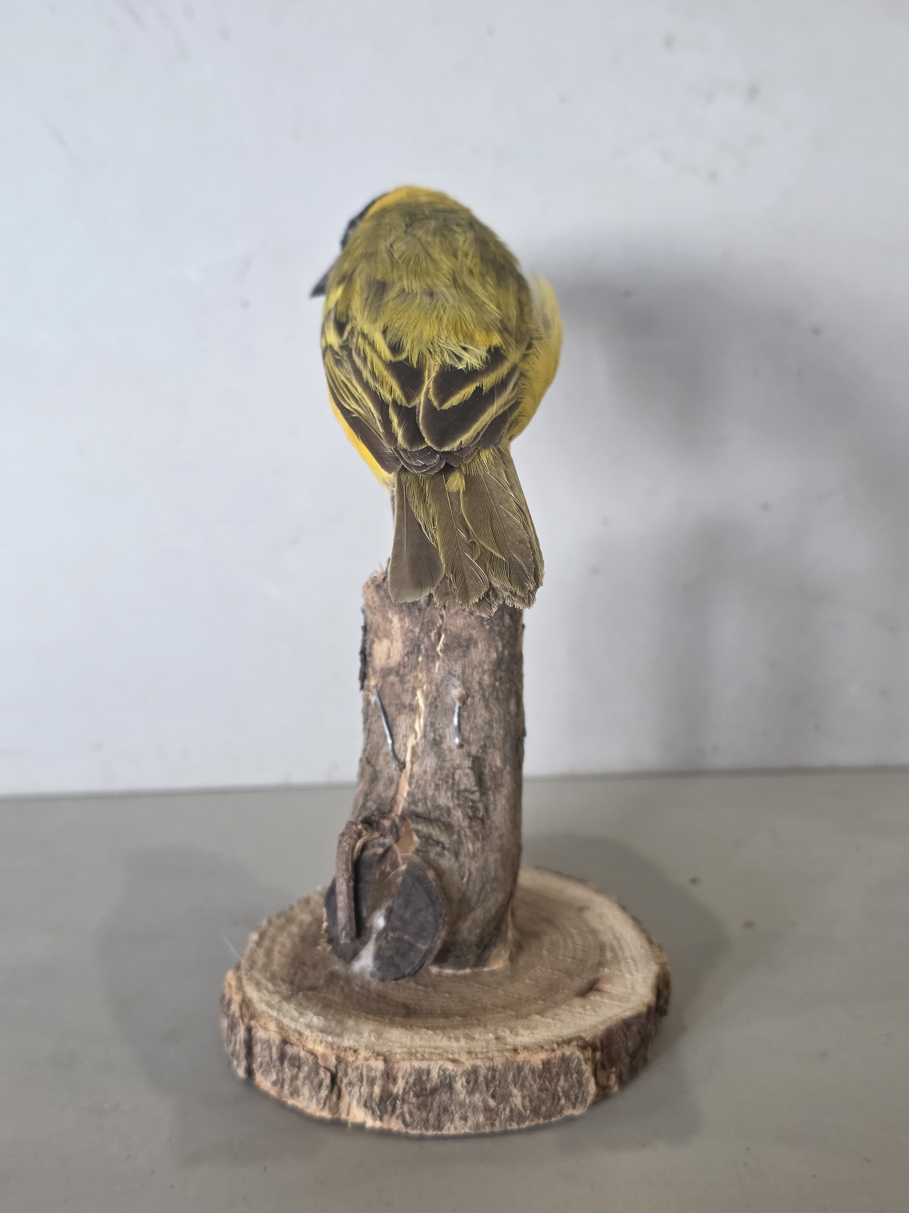 JTVIT4 - Black Headed Weaver Finch Taxidermy – Pen Raised
