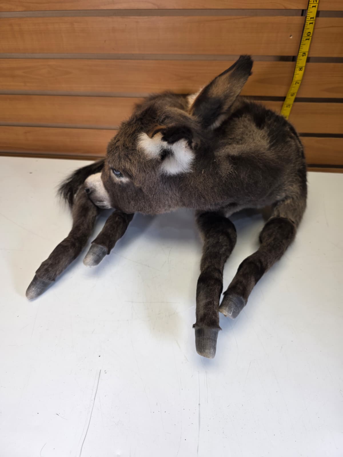 Fhkmd2 - Baby Sicilian Donkey Taxidermy – Lifelike Display