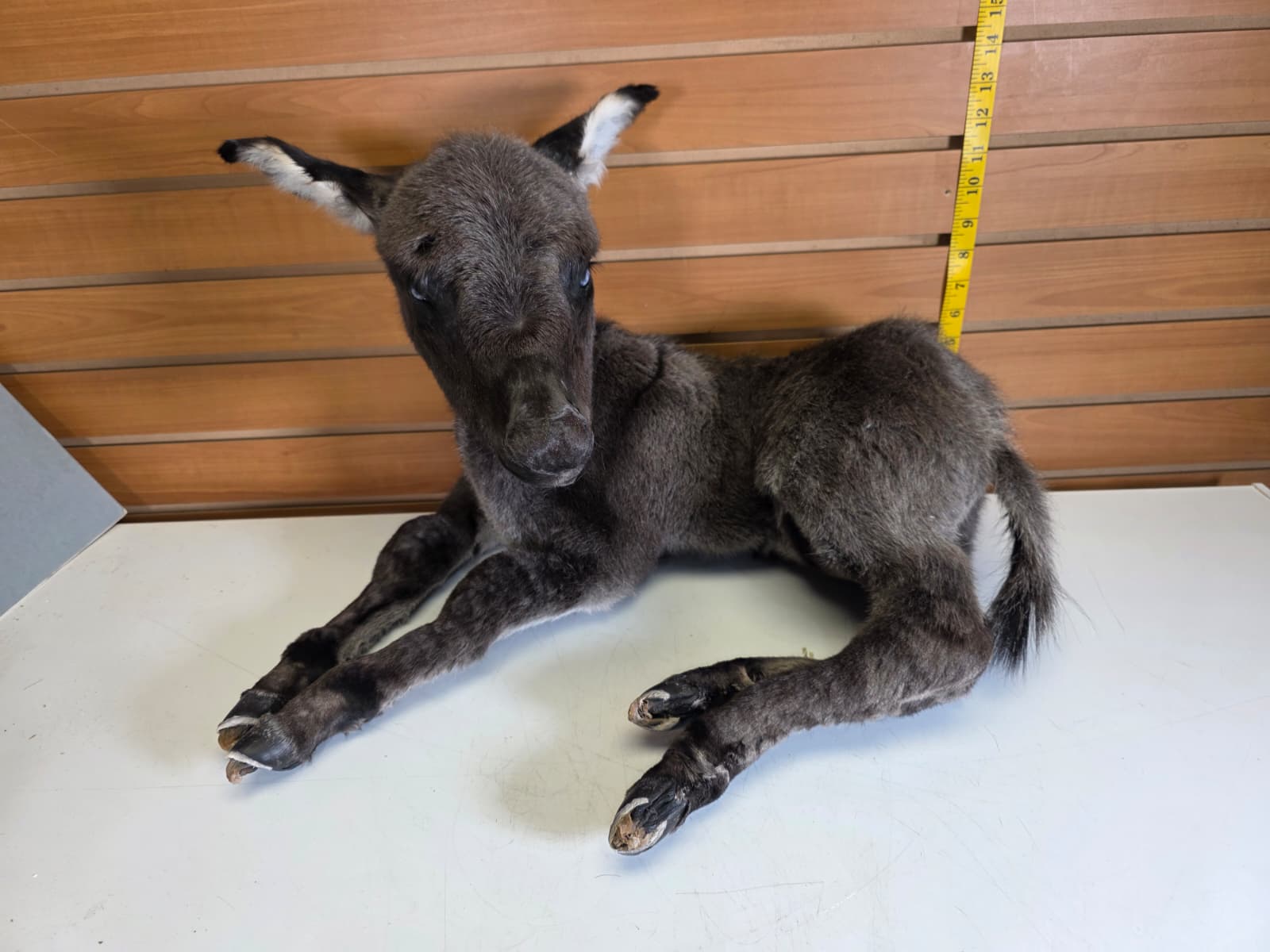 Fhkmd1 - Baby Sicilian Donkey Taxidermy – Lifelike Display