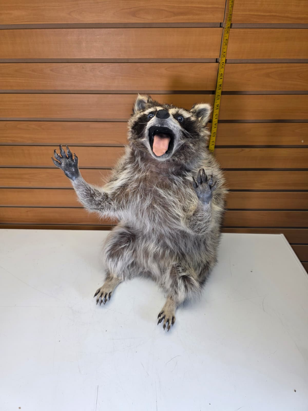 Fhkmc12 - Raccoon Taxidermy full body mount