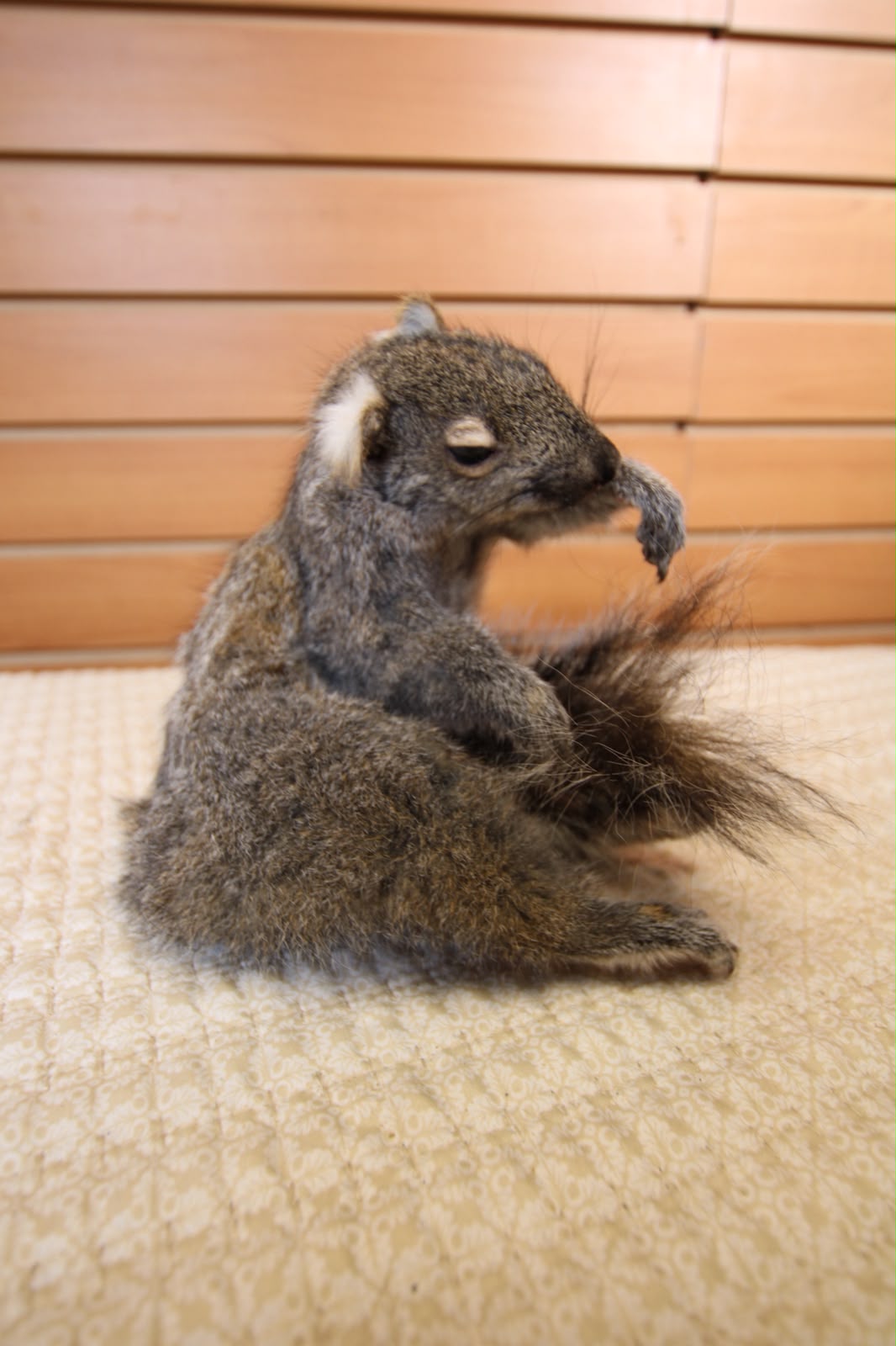 FHSQU004 - Charming Small Squirrel Taxidermy Mount