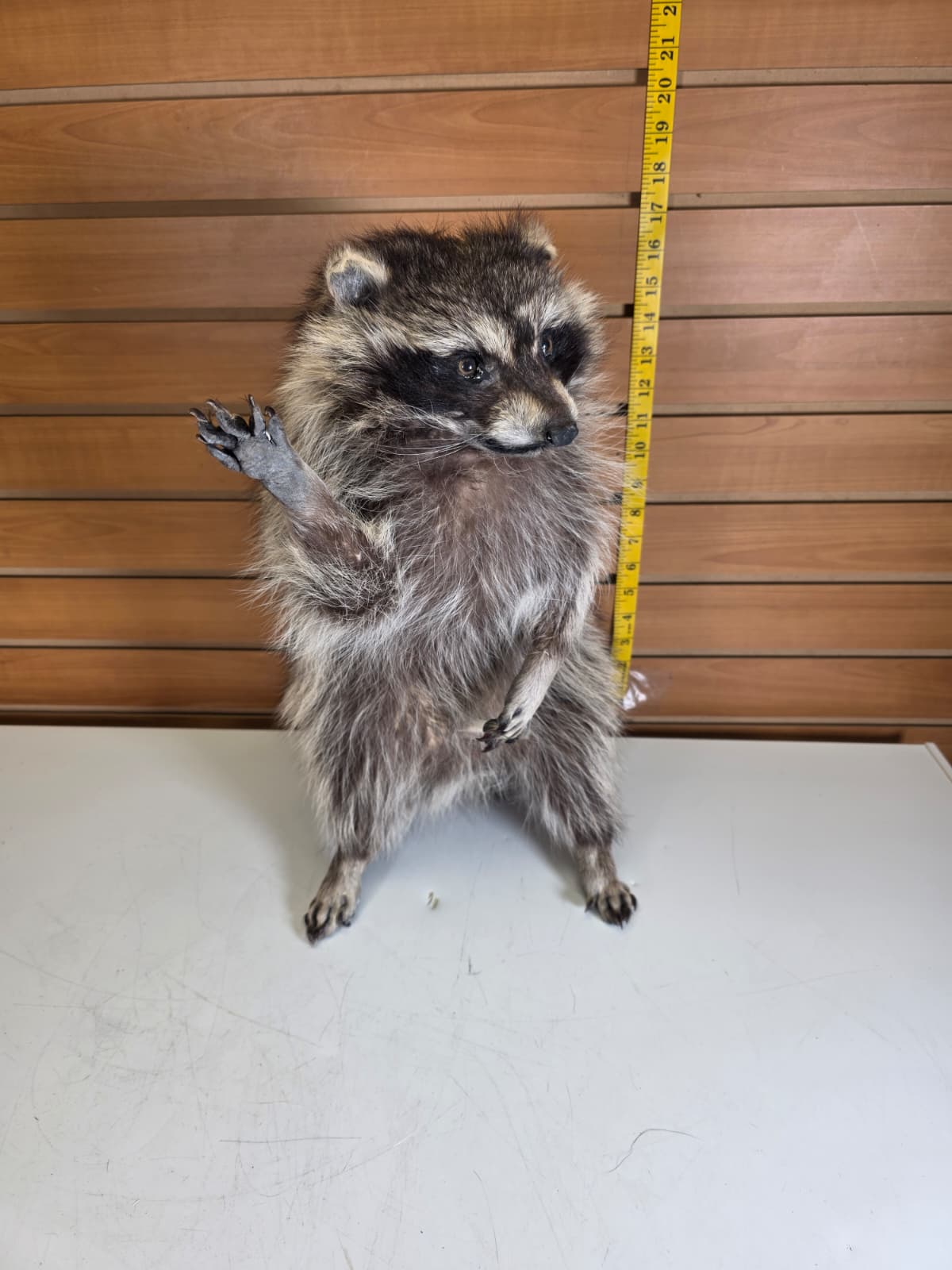 Fhkm7 - 17" Jumbo Raccoon Taxidermy – Lifelike Display