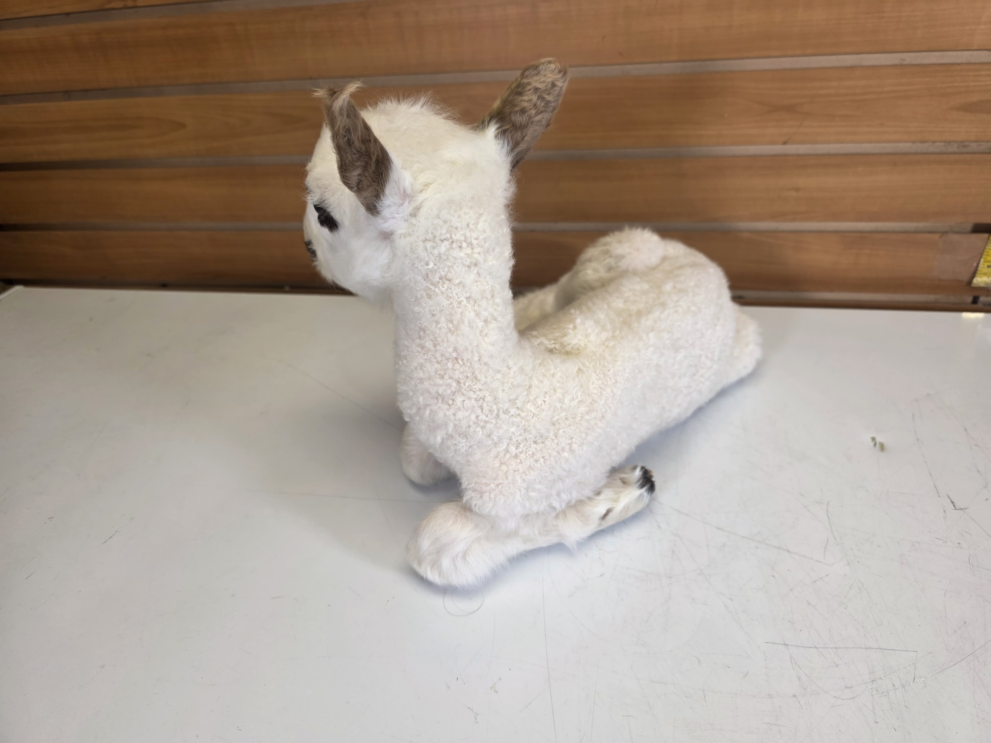 Fhden16 - Lamb (Baby Sheep) Taxidermy Mount