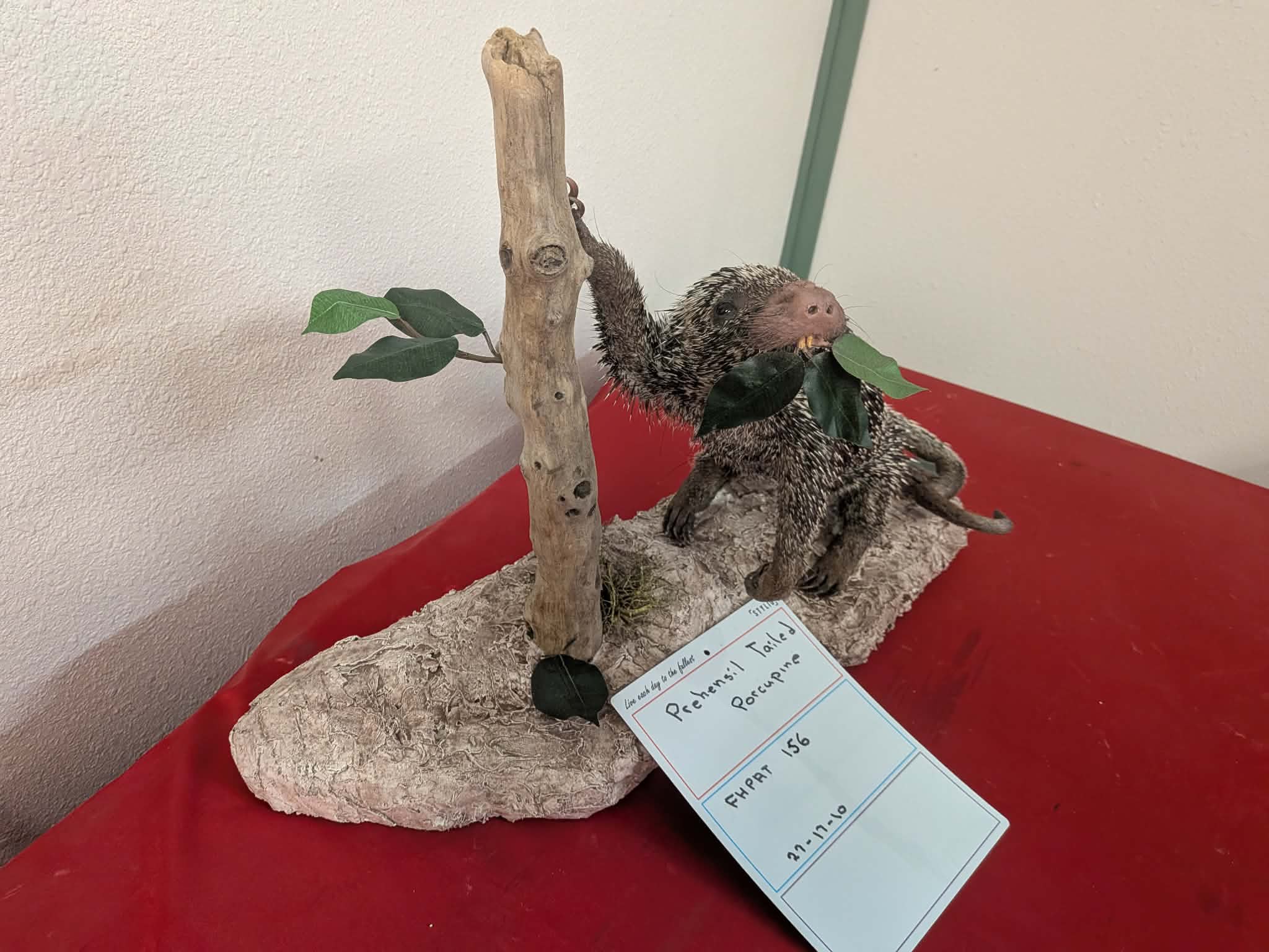 FHPAT156 - Prehensile-Tailed Porcupine Taxidermy Mount