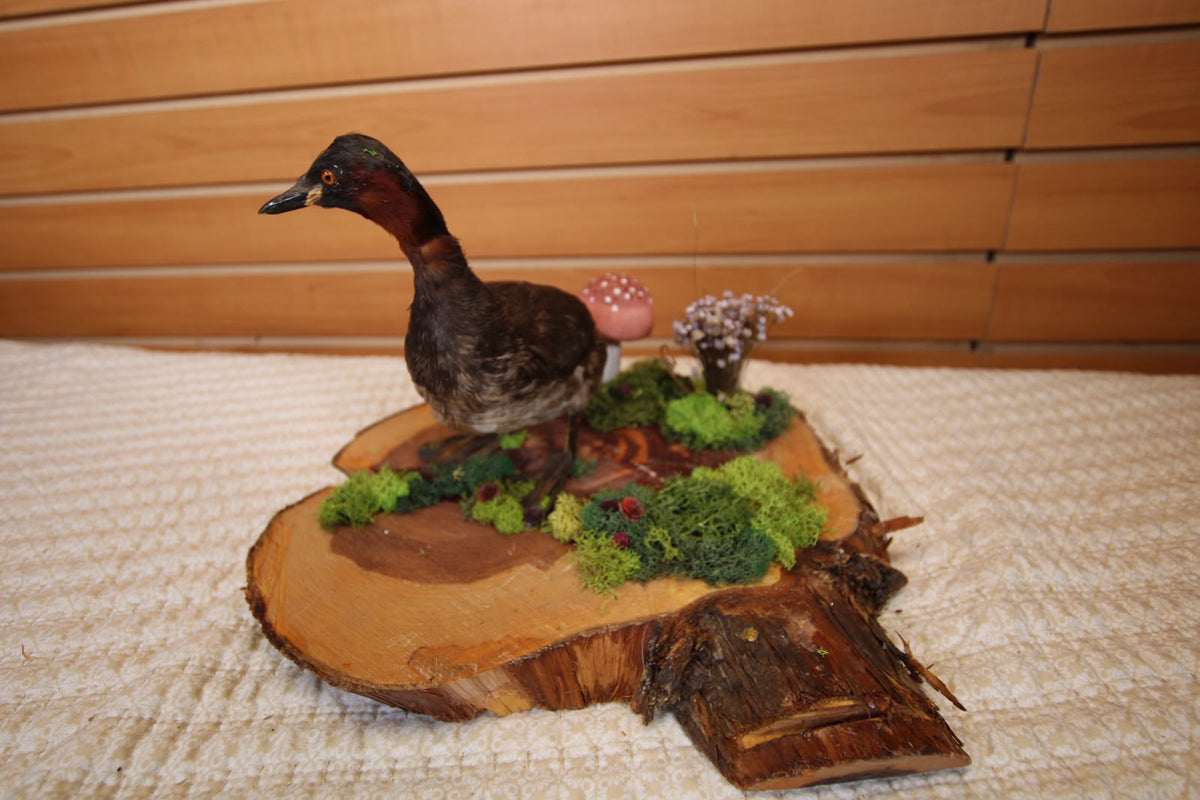 JTVB01 - Exquisite Taxidermy Little Grebe