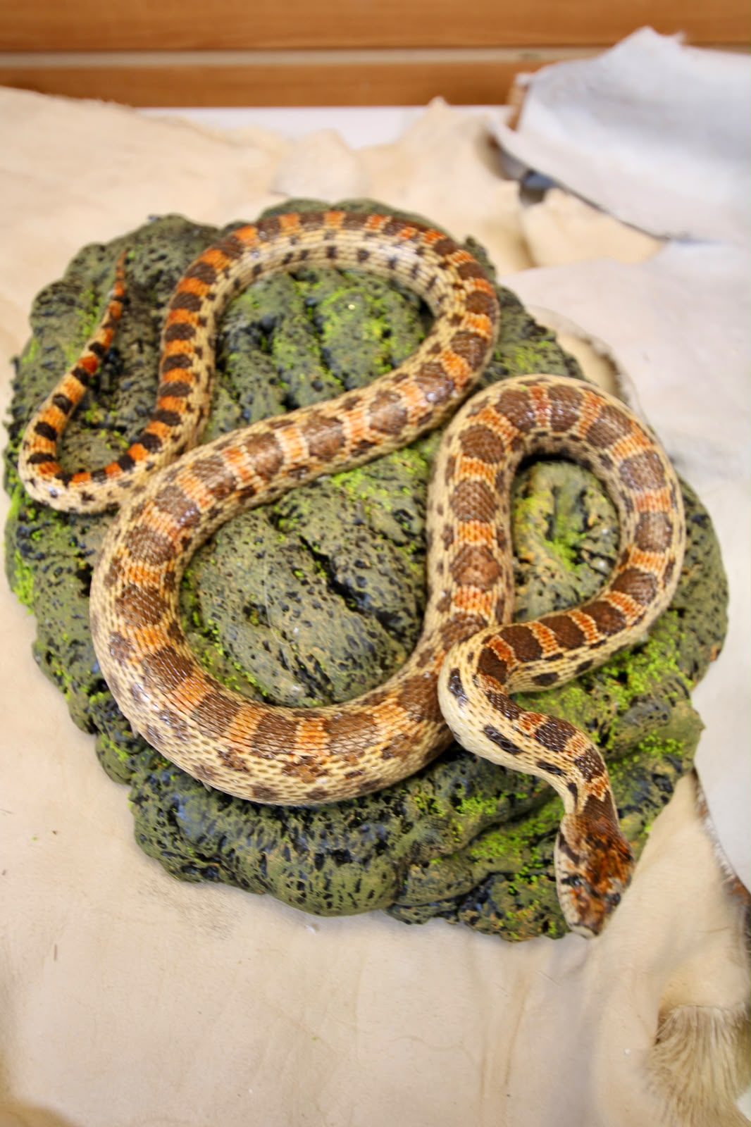 FHSP111 - Taxidermy Hypo Leopard Boa Constrictor Specimen