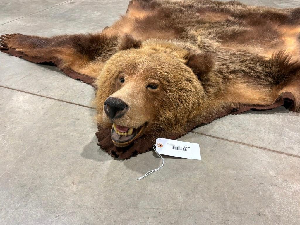 FHAB41 - Grizzly bear rug with large claws and prime fur
